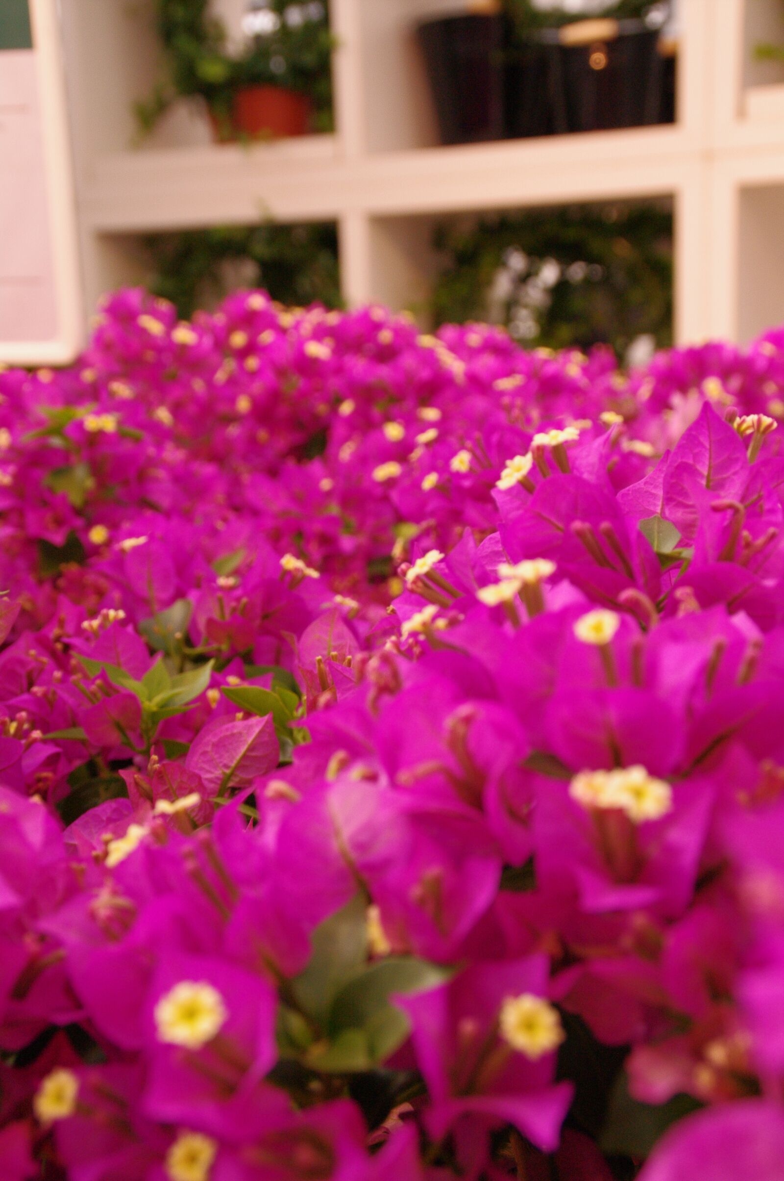 Pentax K-7 sample photo. Flowers, purple, pink photography