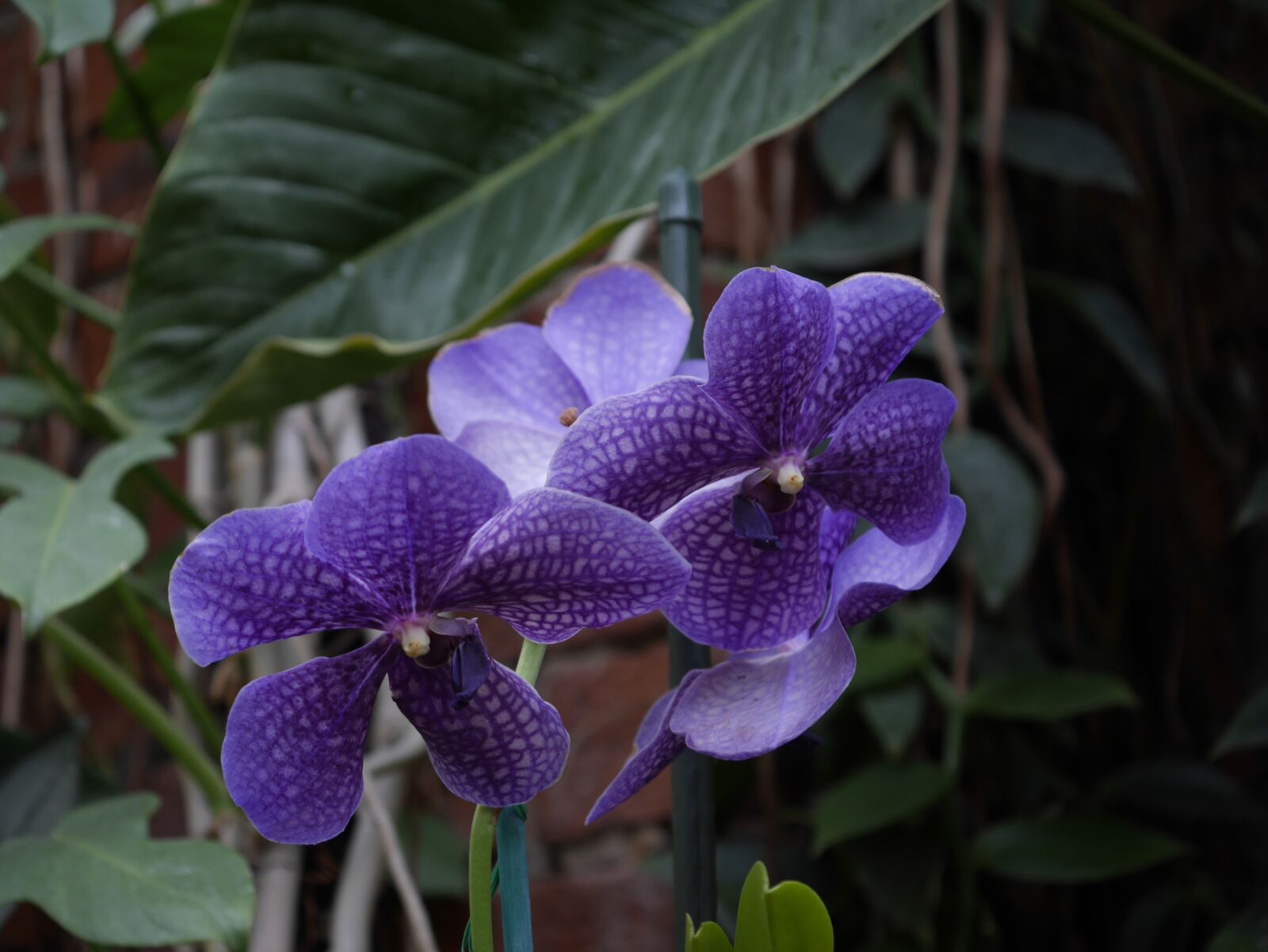 Panasonic Lumix DMC-GX7 sample photo. Orchids, winter, garden photography