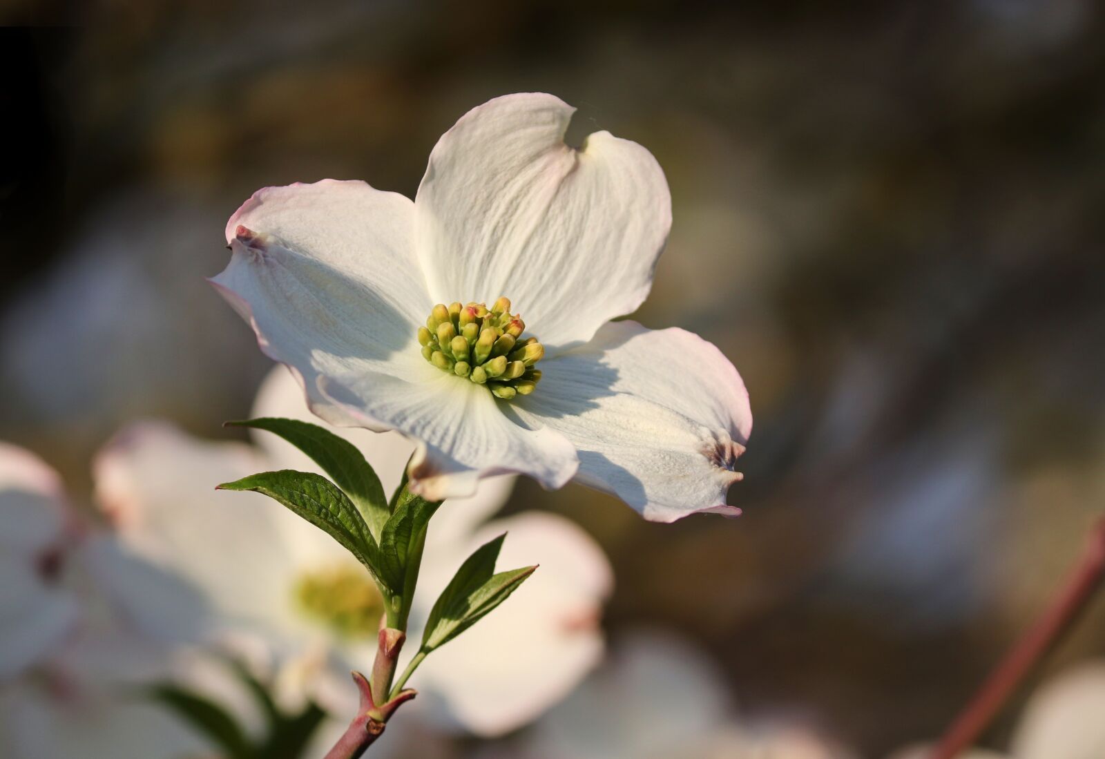 Canon EOS 200D (EOS Rebel SL2 / EOS Kiss X9) sample photo. Dogwood, ornamental shrub, bush photography