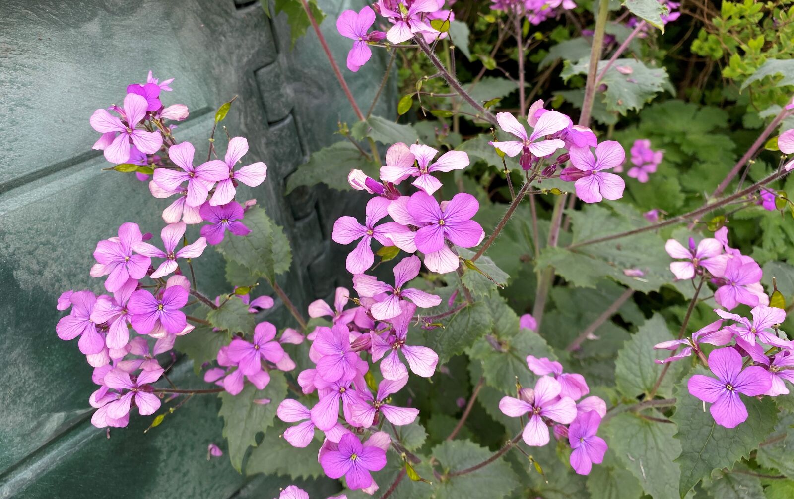 Apple iPhone 11 sample photo. Honesty, pink, white photography