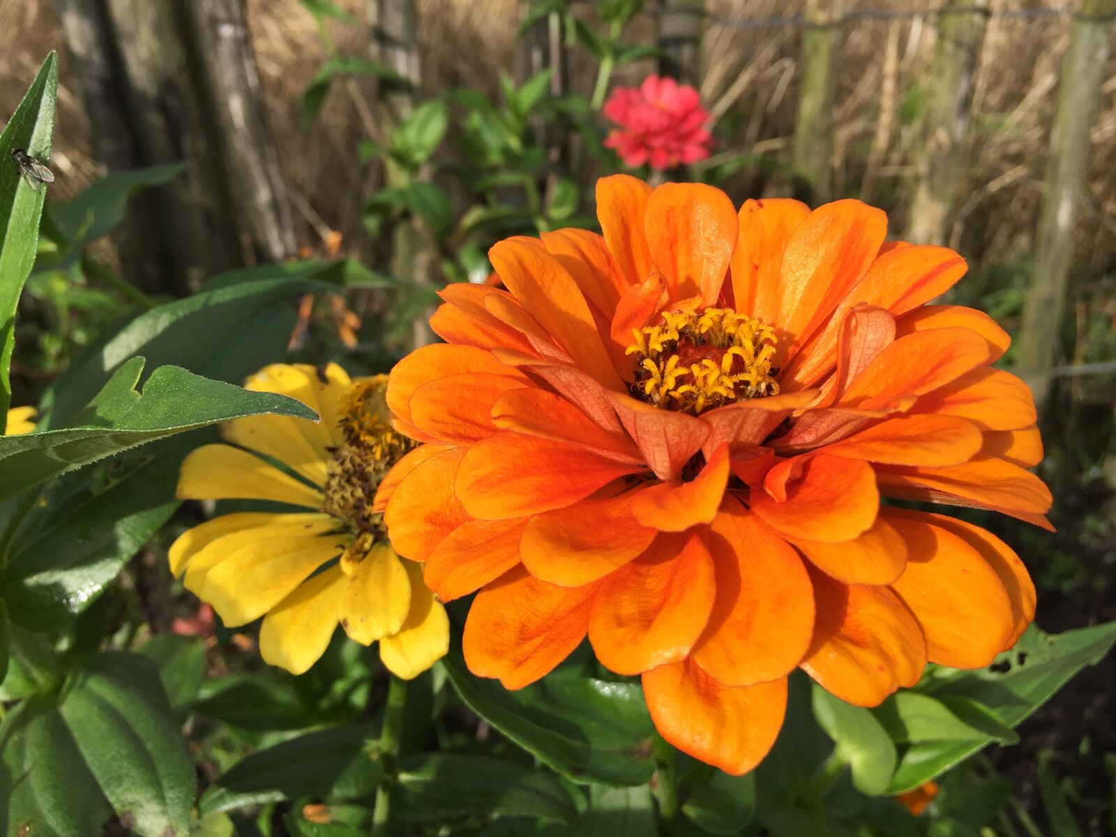 Apple iPhone 6 sample photo. Flower, nature, plant photography