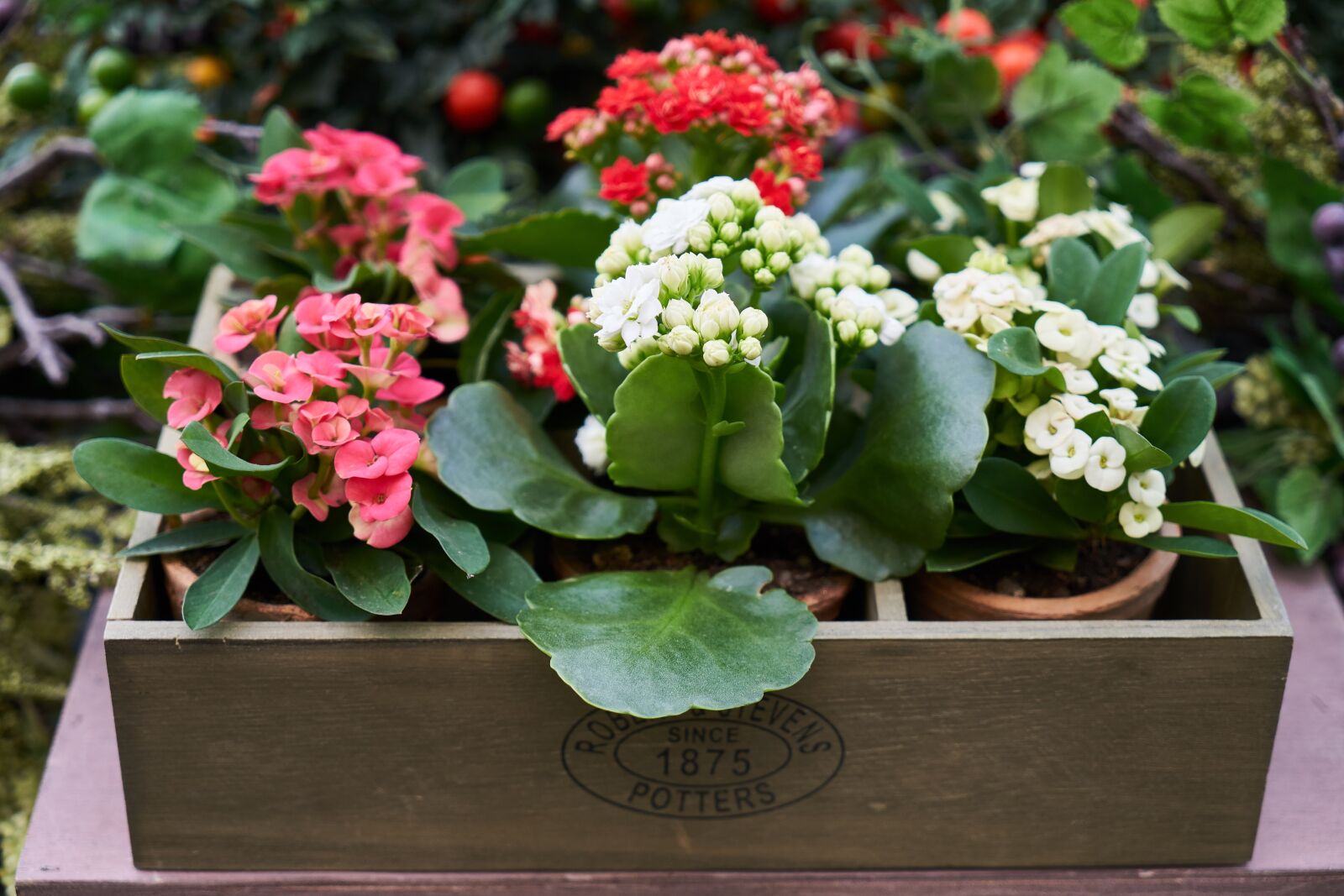 Sony a7R II sample photo. Flower, leaves, nature photography