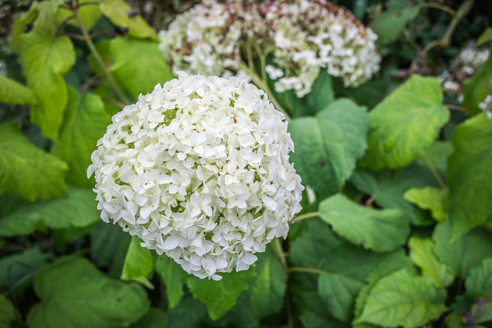 Nikon D3100 sample photo. Flower, plants, garden photography