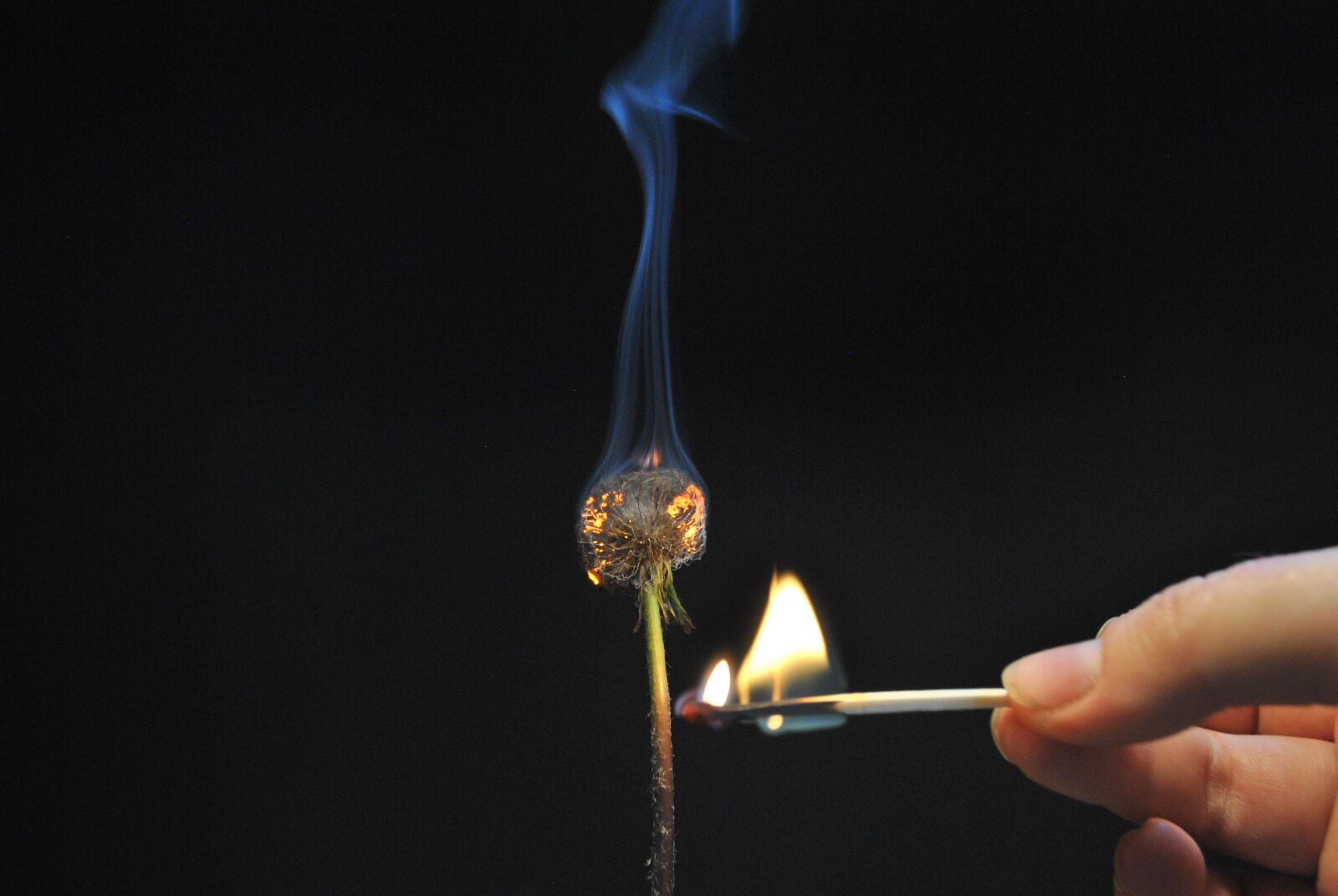 Nikon D3000 sample photo. Flower, fire, light photography