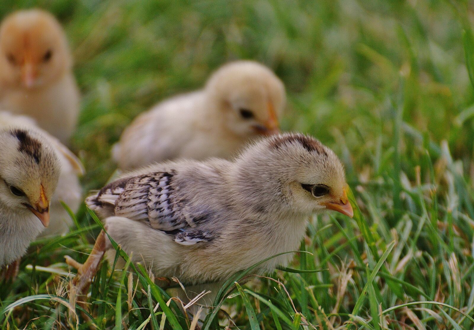 Nikon D3200 sample photo. Chicks, chicken, small photography