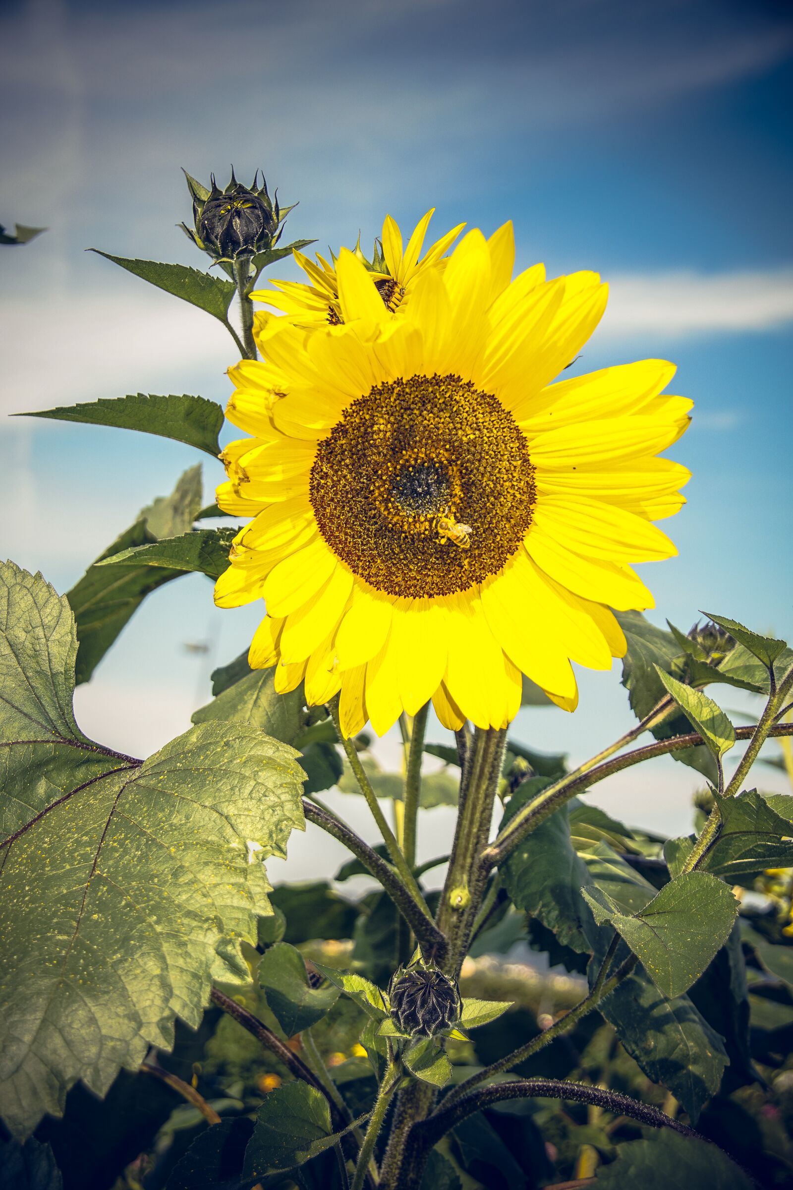 Sony ILCA-77M2 sample photo. Sunflower, blossom, bloom photography