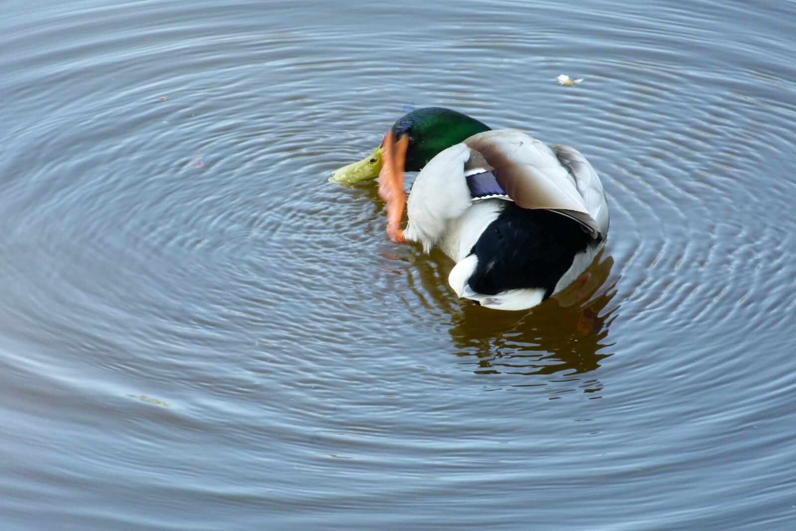 Panasonic Lumix DMC-FZ150 sample photo. Duck, drake, mallard photography
