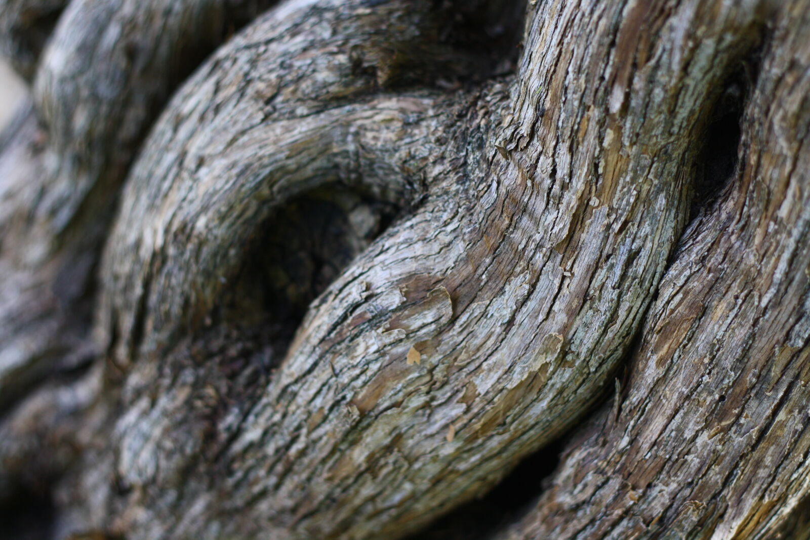 Canon EOS 1000D (EOS Digital Rebel XS / EOS Kiss F) + Canon EF 50mm F1.8 II sample photo. Bark, texture, tree photography