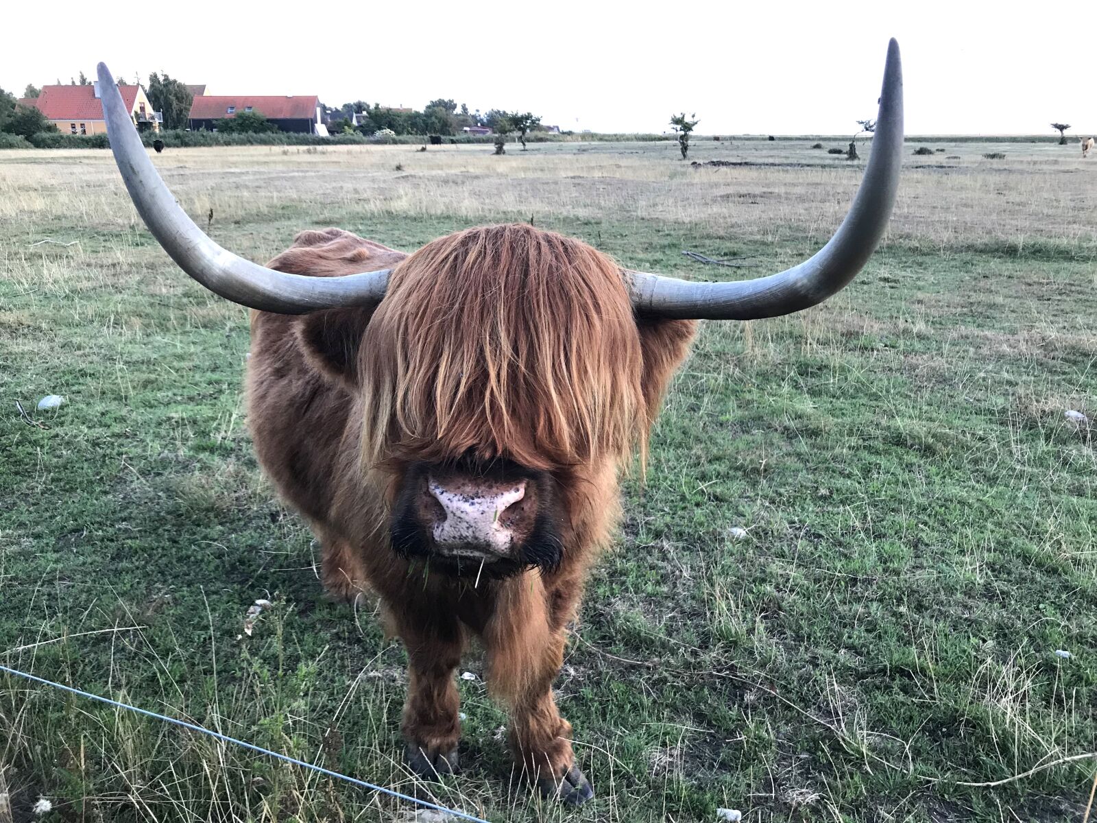 iPhone 7 back camera 3.99mm f/1.8 sample photo. Bull, expensive, cattle photography