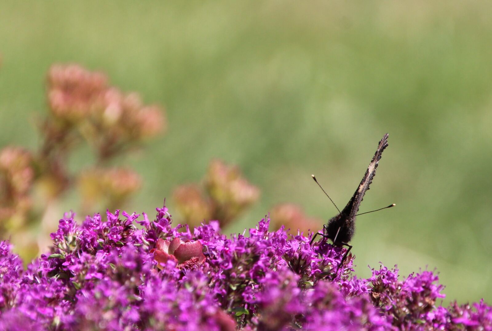 Canon EOS 1200D (EOS Rebel T5 / EOS Kiss X70 / EOS Hi) sample photo. Butterfly, insect photography