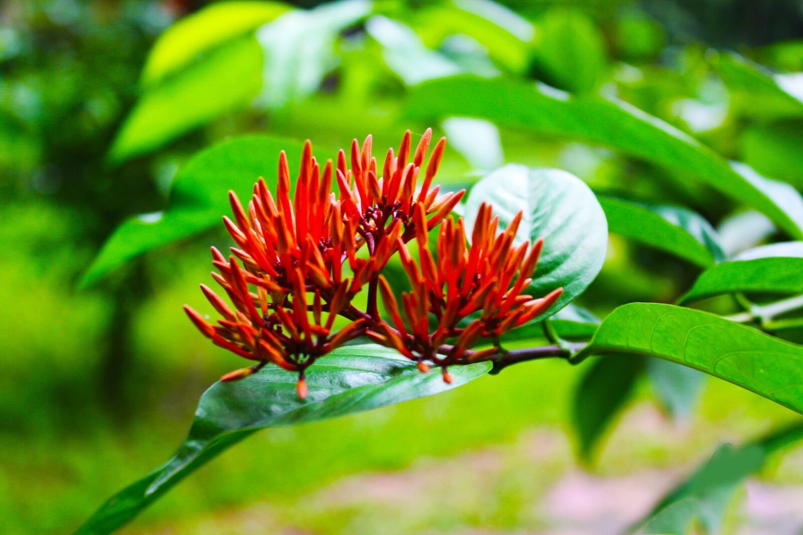 Canon EOS 1300D (EOS Rebel T6 / EOS Kiss X80) sample photo. Flower, red flower, green photography