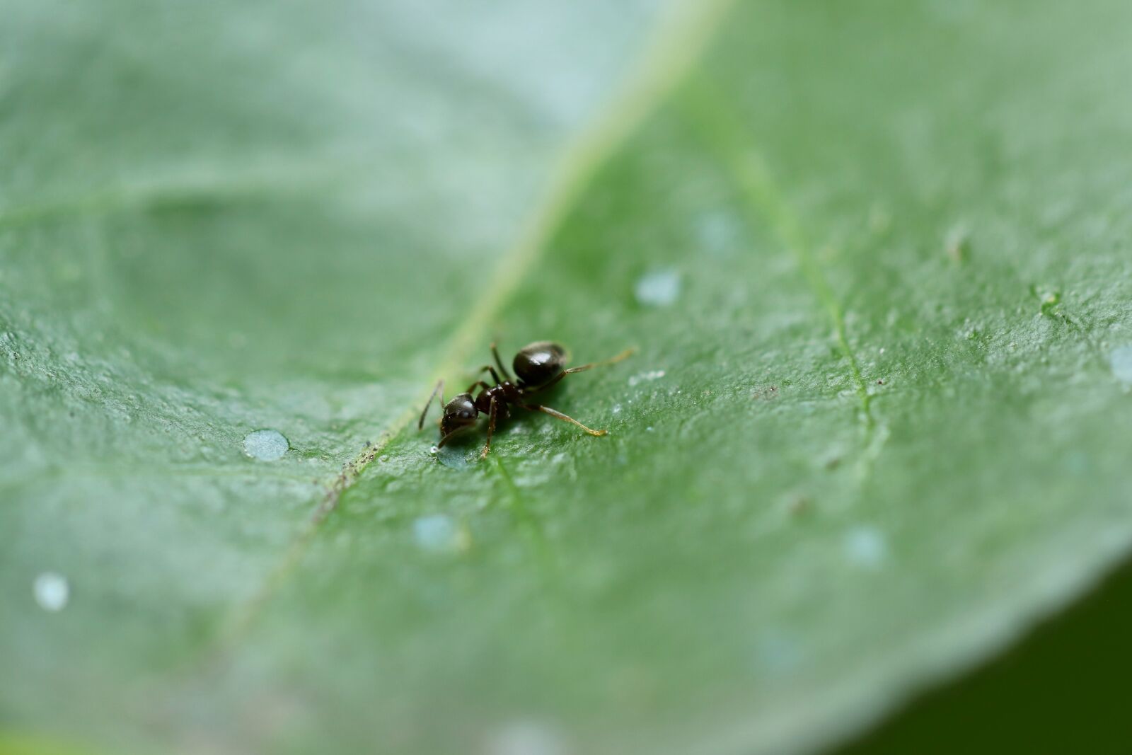 Canon EOS 800D (EOS Rebel T7i / EOS Kiss X9i) sample photo. Insect, ant, animal photography