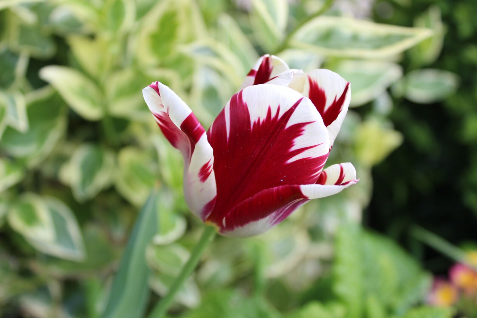 Canon EOS 100D (EOS Rebel SL1 / EOS Kiss X7) sample photo. Nature, flower, spring flowers photography