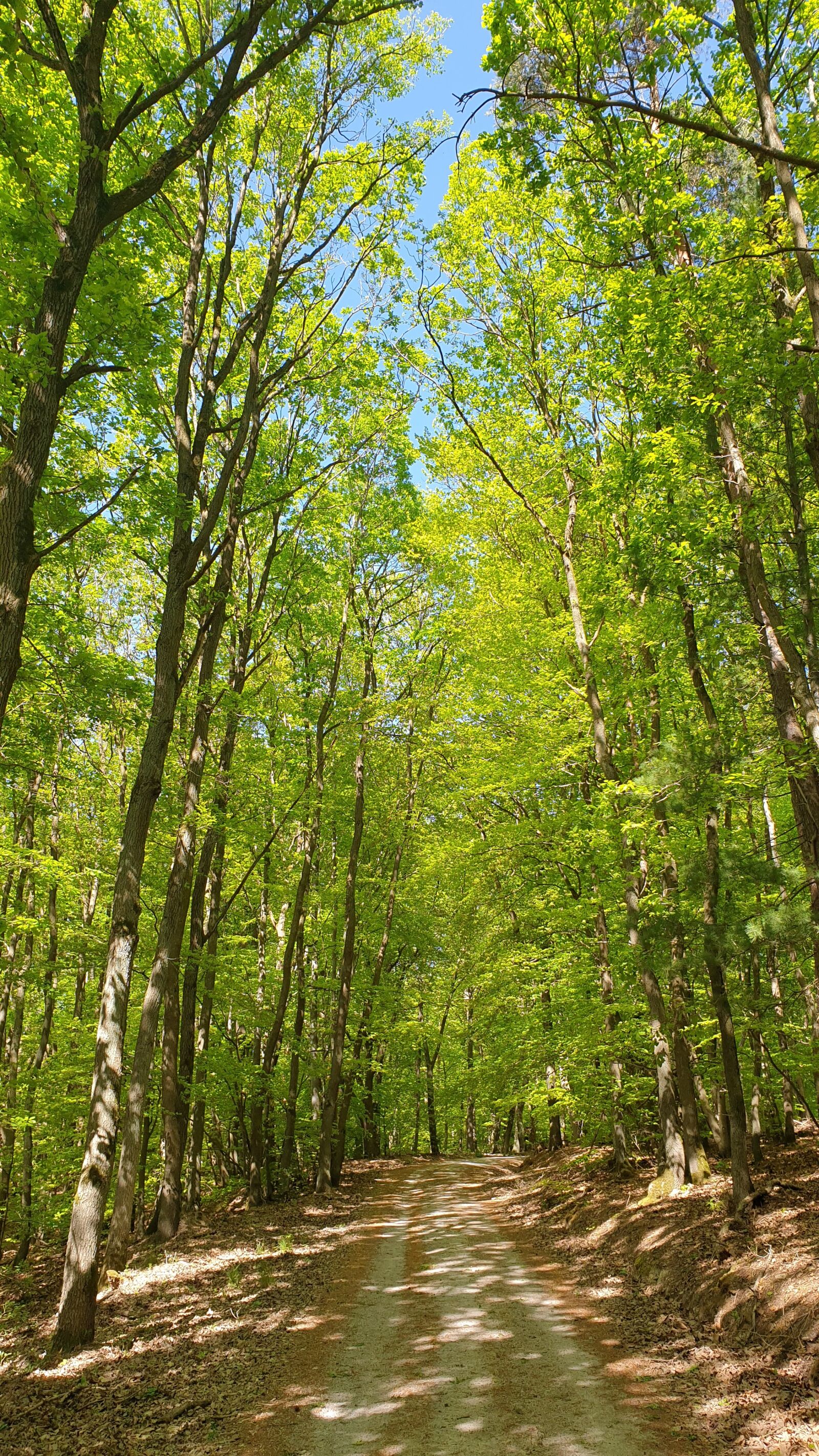 Samsung Galaxy Note9 sample photo. Forest, spring, tree photography