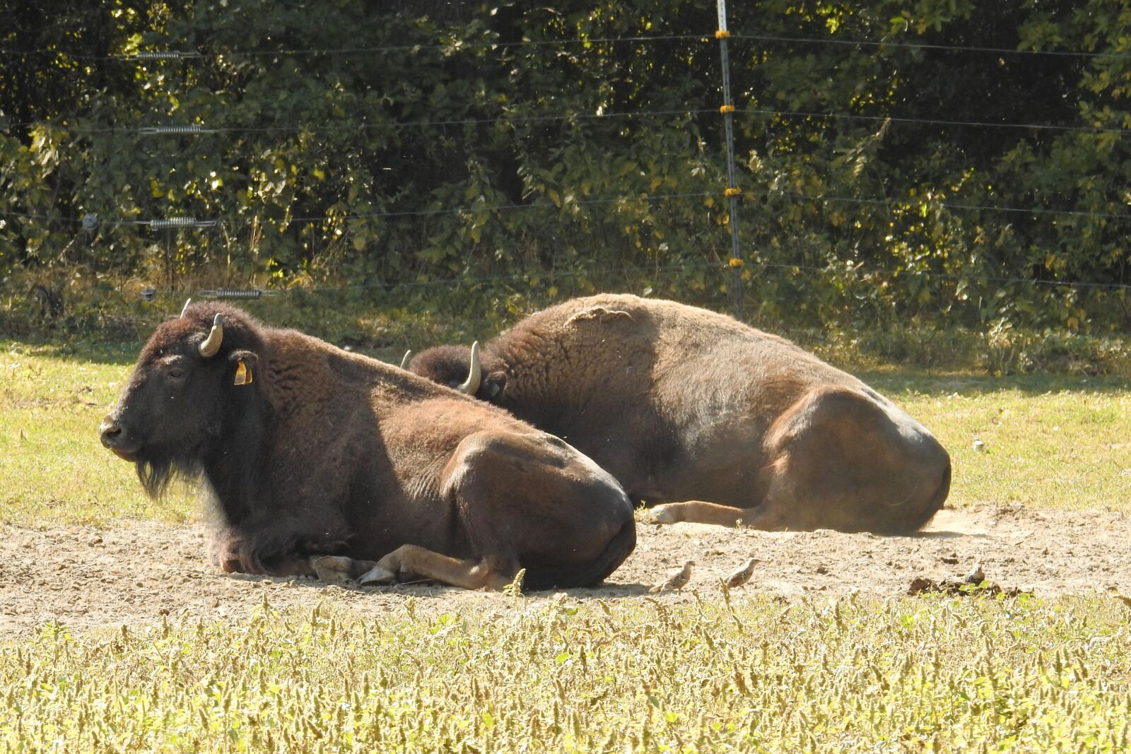 Nikon Coolpix P900 sample photo. Bison, wild, american buffalo photography
