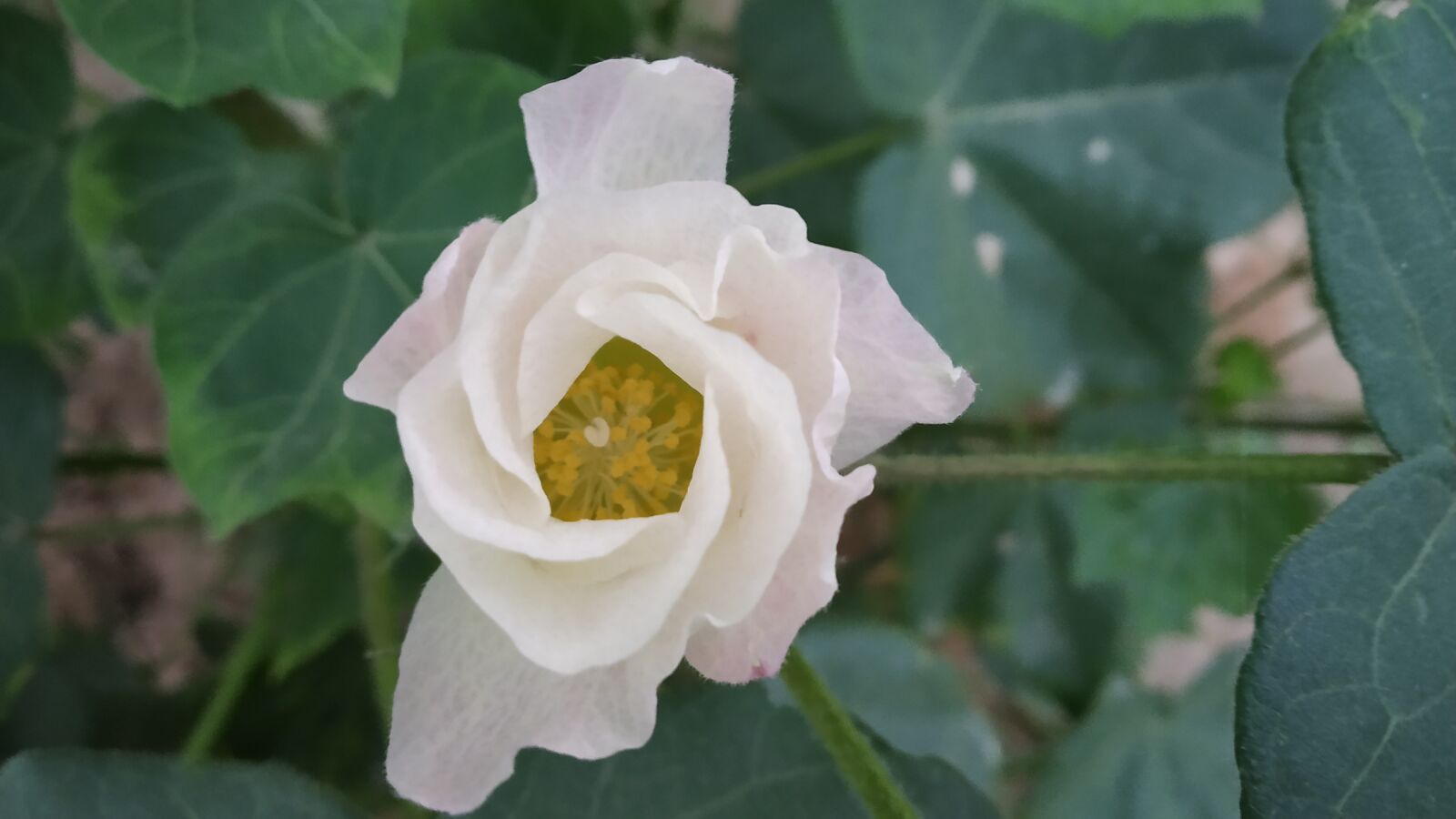 Xiaomi Redmi Note 5 Pro sample photo. Cotton, flower, plant photography