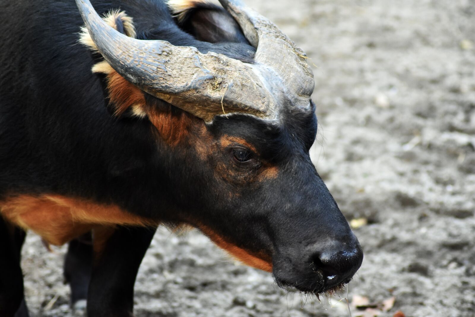 Nikon D3400 sample photo. Buffalo, animal, portrait photography