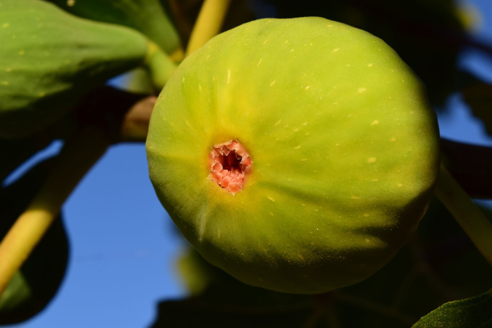Nikon D3300 sample photo. Fig, green, fruit photography