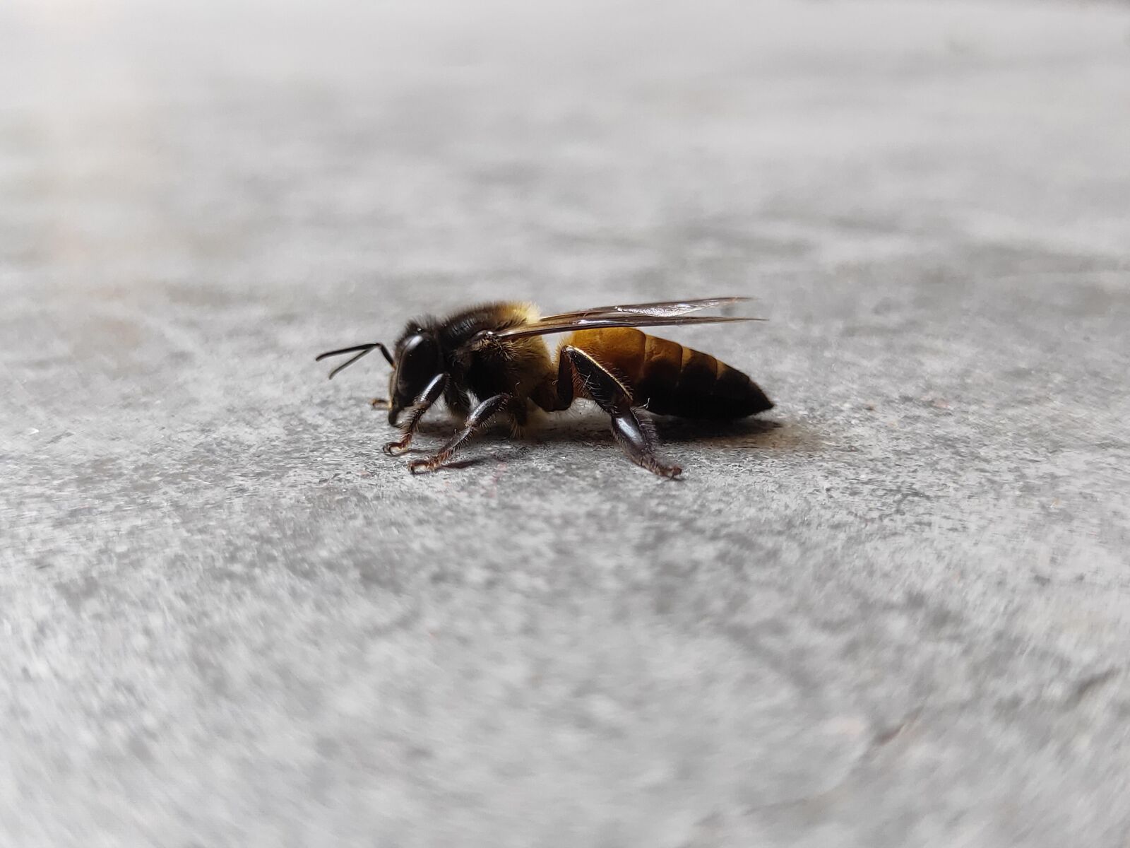 Realme 3 PRO sample photo. Honey bee, hornet, bee photography