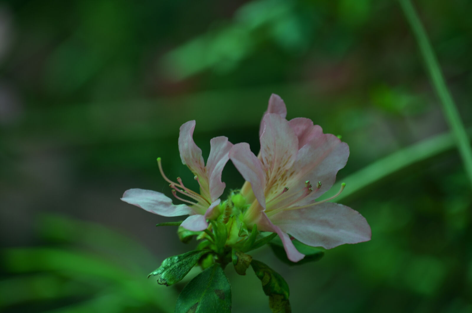 Nikon D5100 sample photo. Botanique, fleur, flore, jardin photography