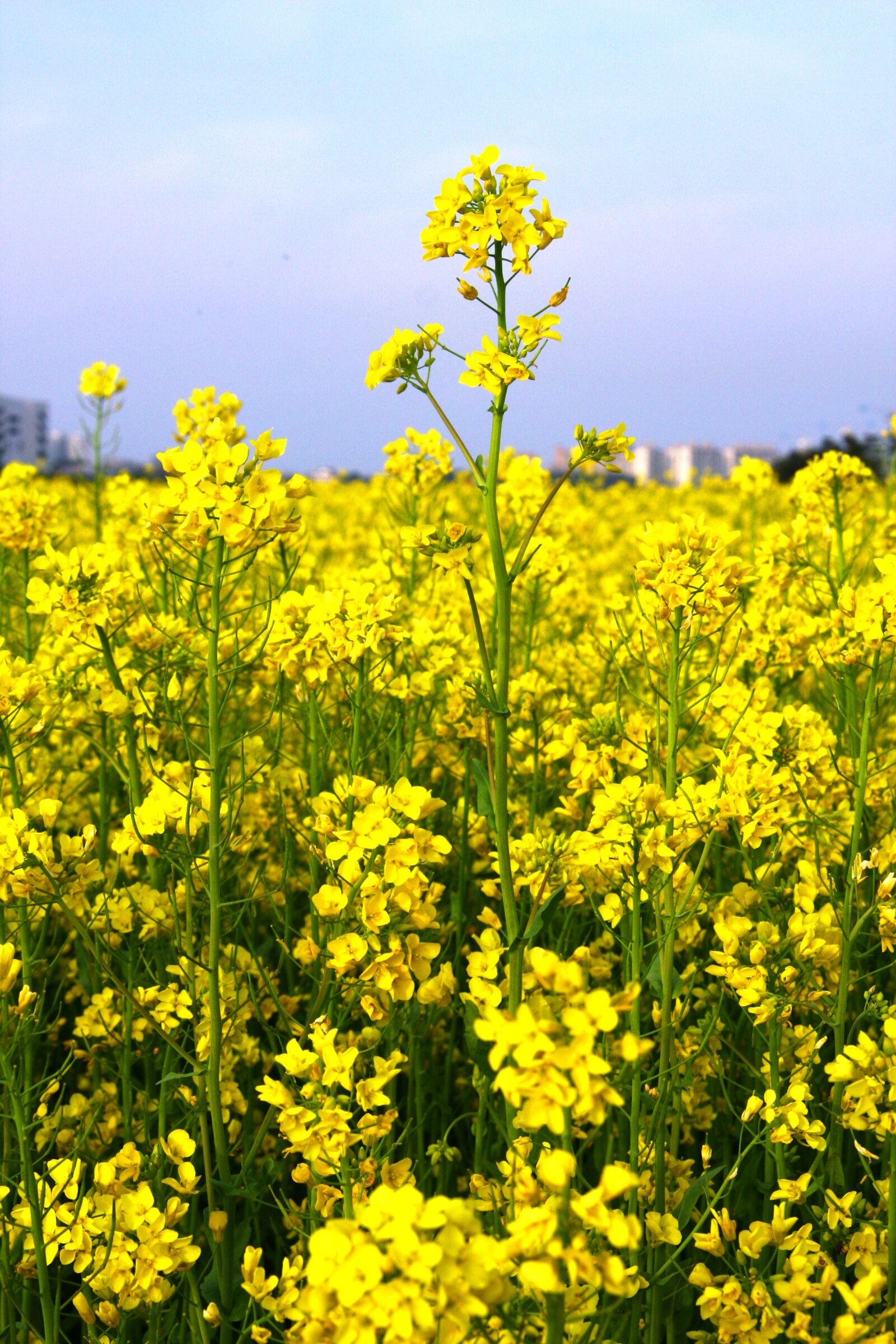Canon EOS 40D sample photo. Rape flowers, spring, nature photography