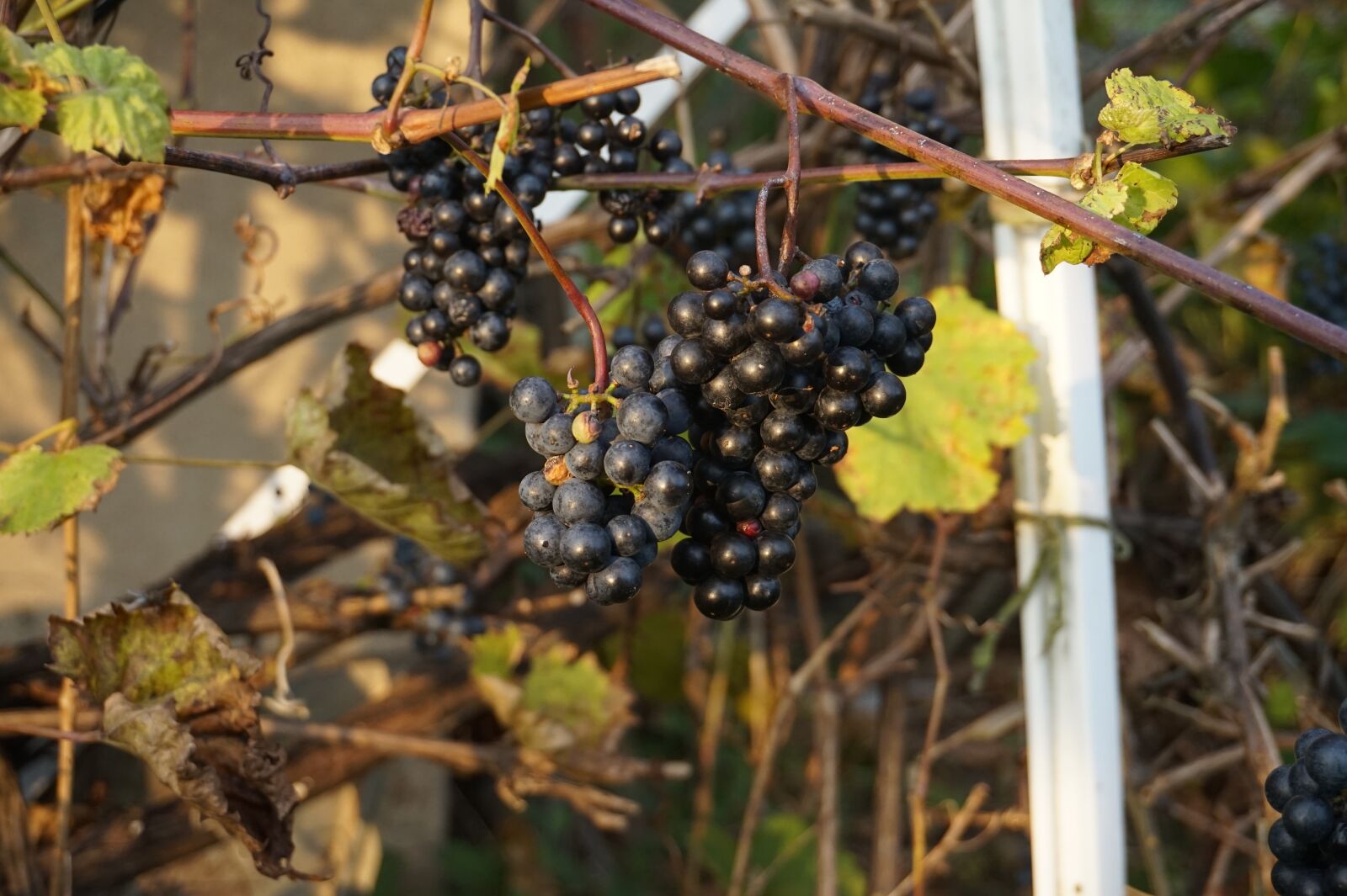 Sony Alpha a5000 (ILCE 5000) sample photo. Bunch of grapes, foliage photography