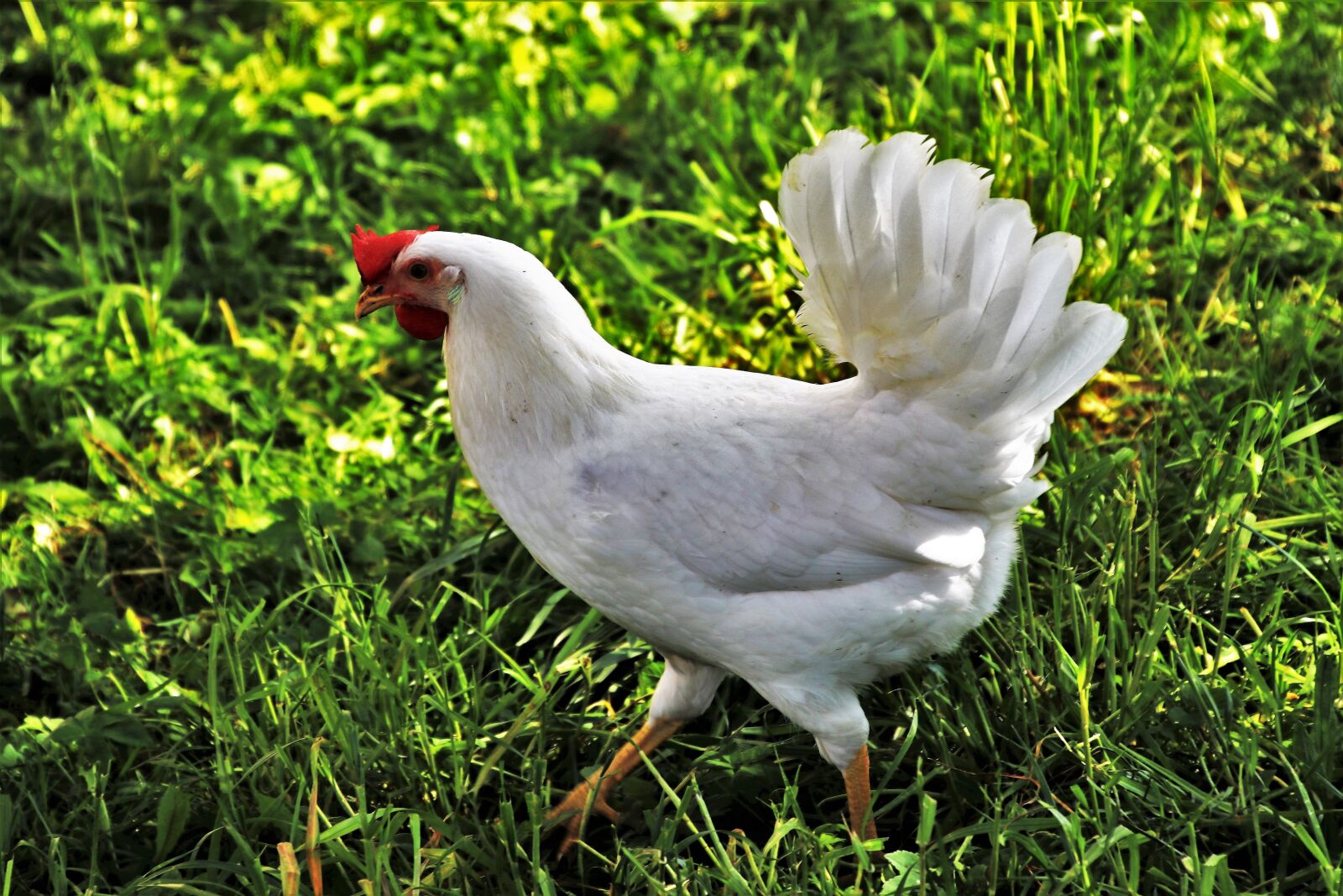 Canon EOS 80D sample photo. The hen, biel, spring photography
