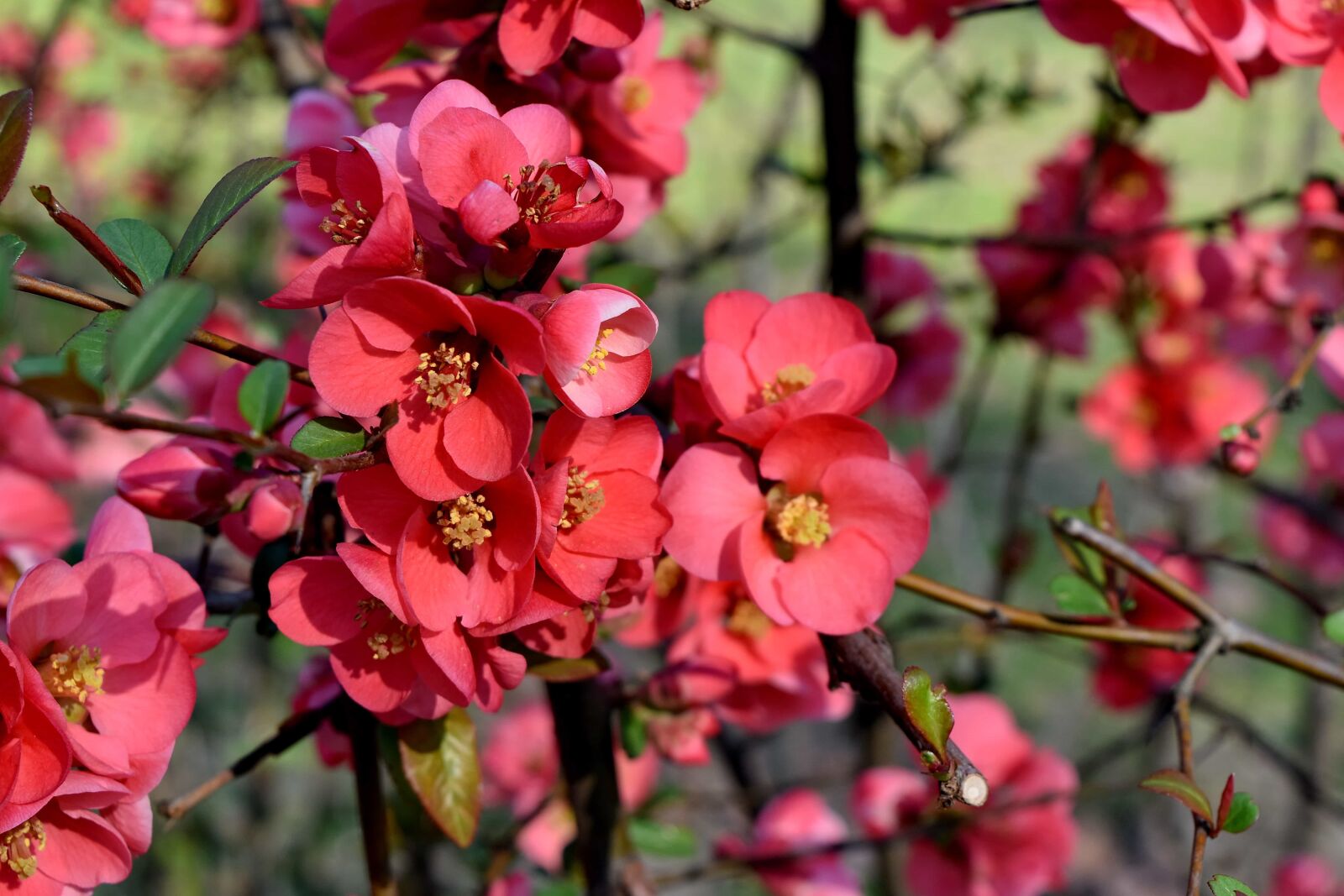 Nikon D5500 sample photo. Flora, garden, nature, shrub photography