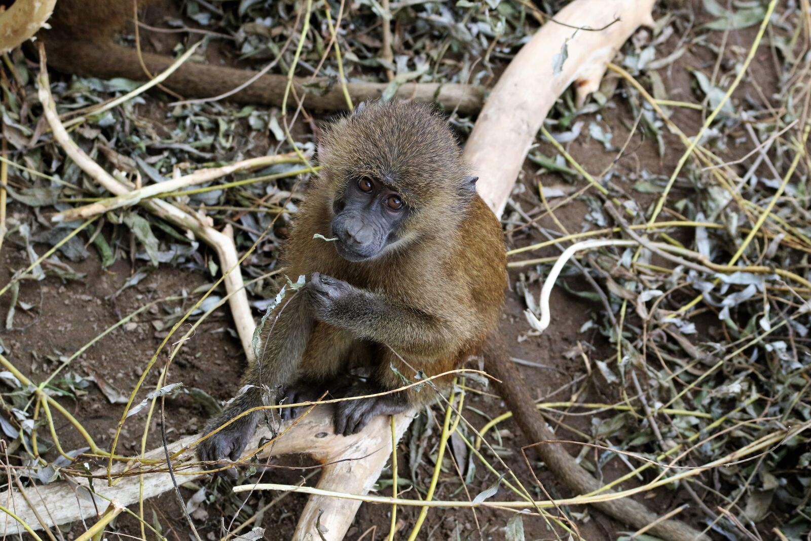 Canon EOS 7D Mark II sample photo. Baboon, baby baboon, monkey photography