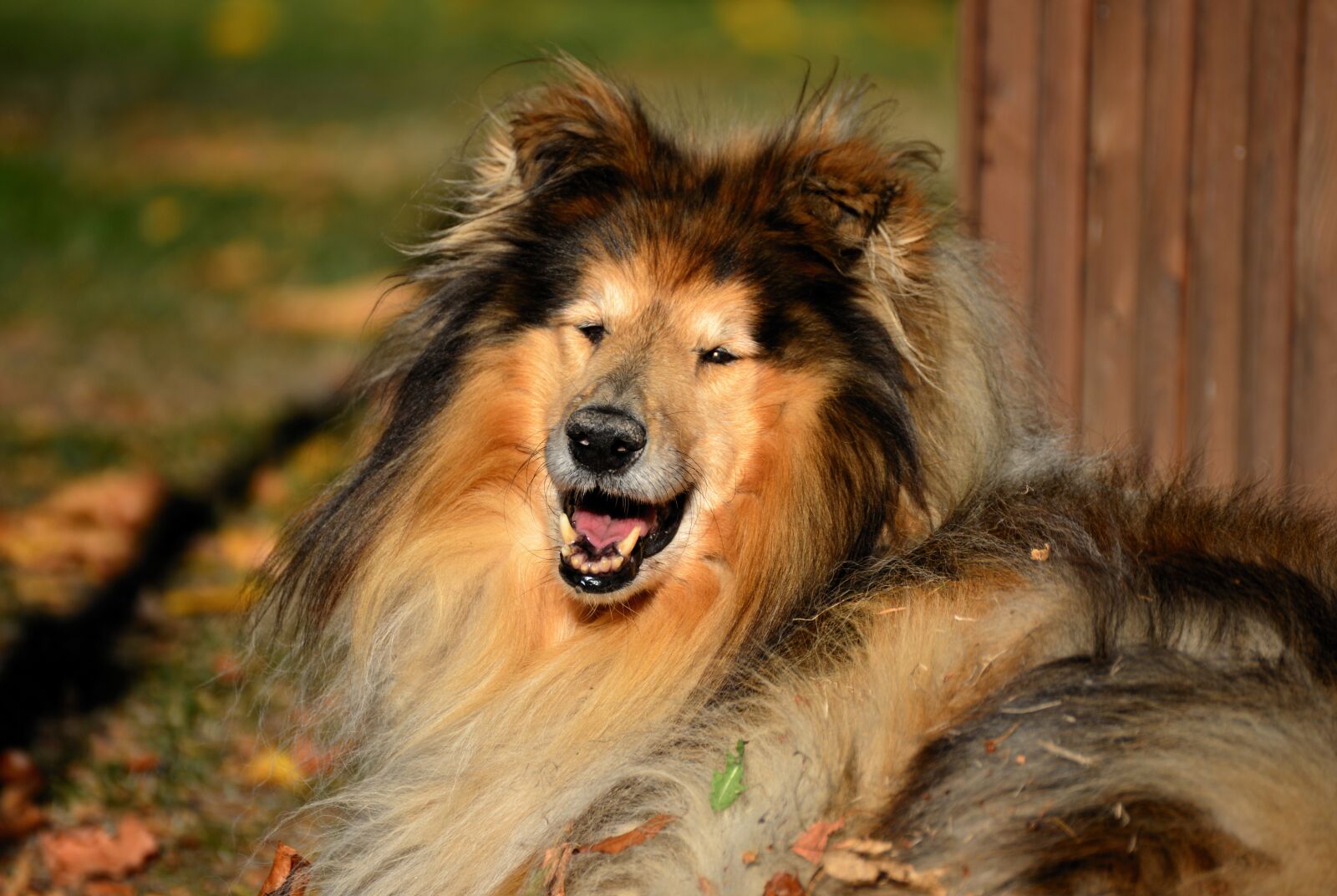 Nikon D610 sample photo. Collie, rough collie, dog photography