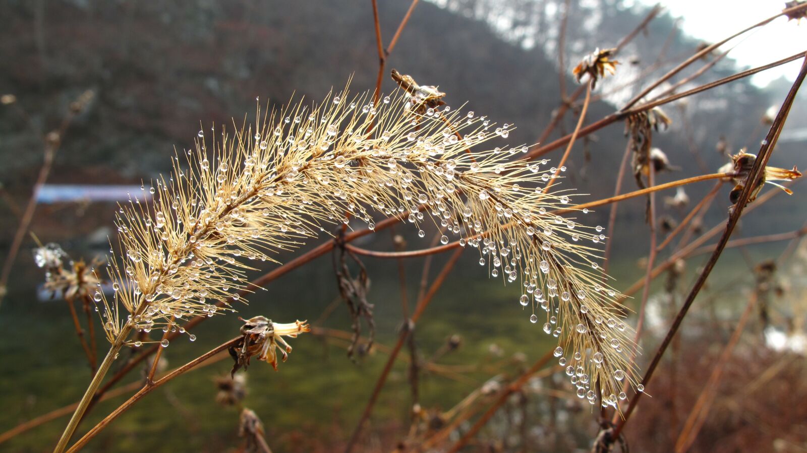 Canon PowerShot G10 sample photo. Foxtail, chengyang, chungnam photography