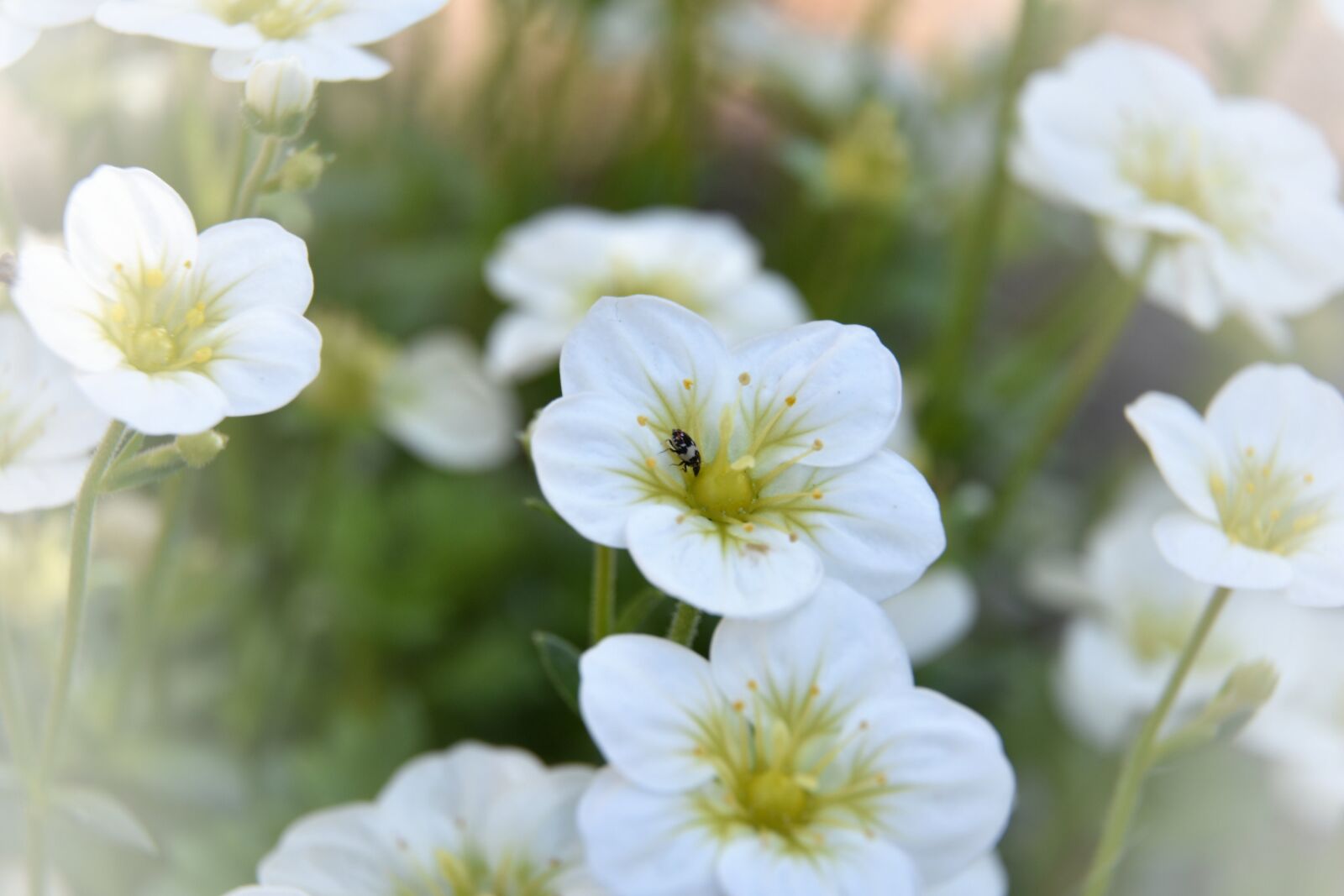Nikon D3400 sample photo. Nature, plant, summer photography