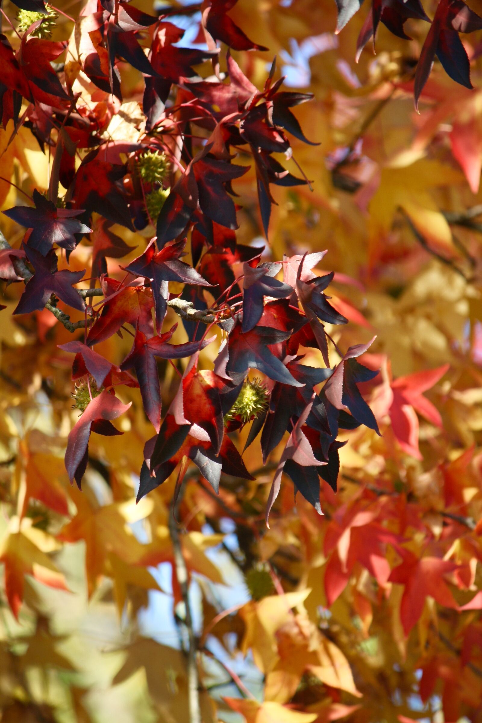 Canon EOS 1000D (EOS Digital Rebel XS / EOS Kiss F) sample photo. Autumn, leaves, foliage photography