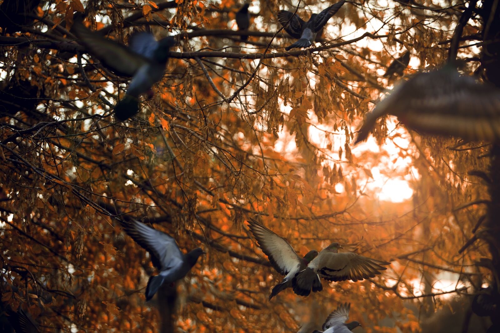 Canon EOS 5D Mark II sample photo. Birds, light, tree photography