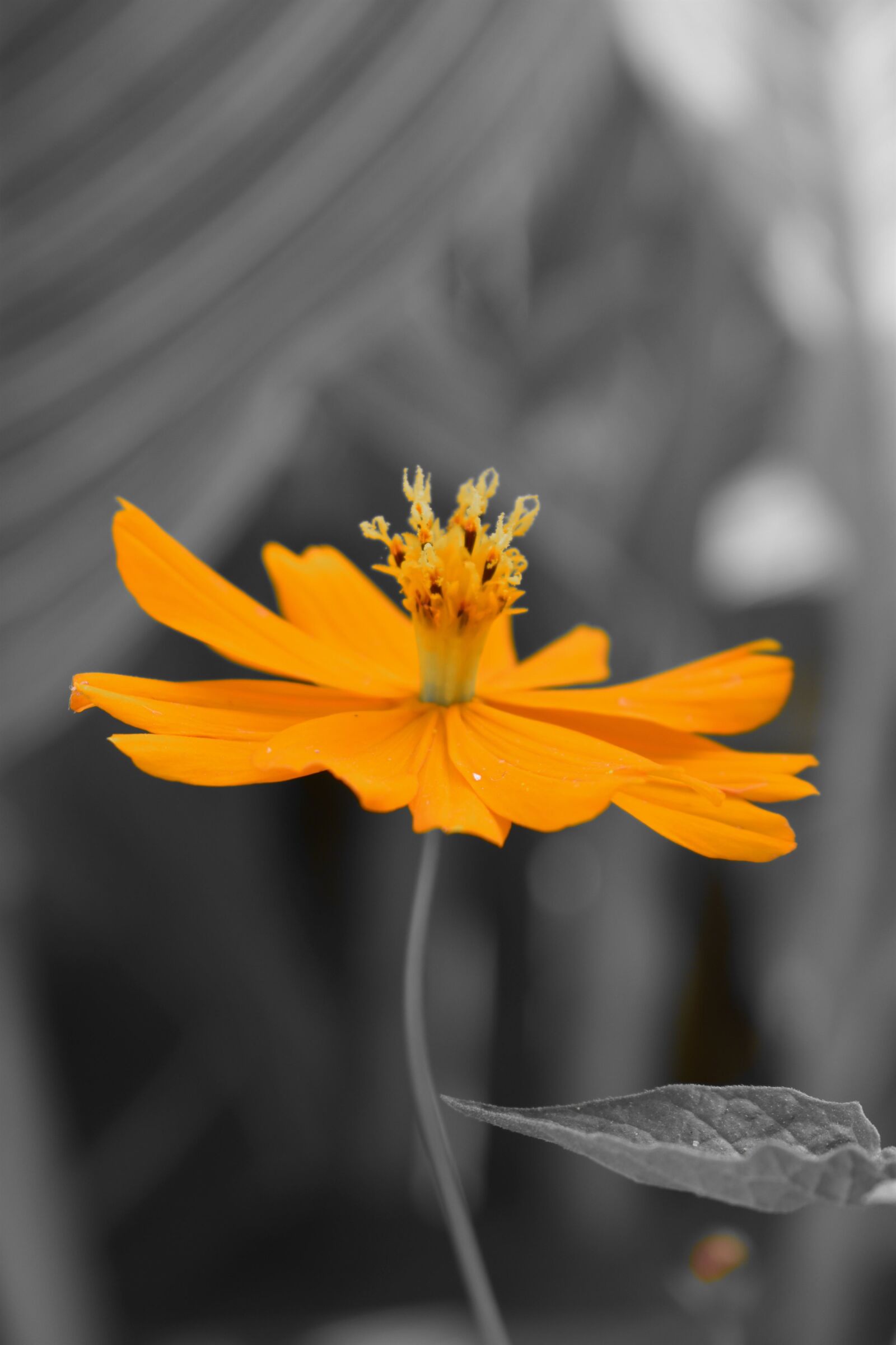 Nikon D3500 sample photo. Solo, flower, blossom photography