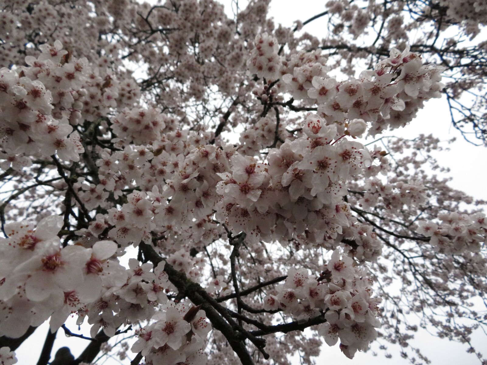 Canon PowerShot SX720 HS sample photo. Flowers, spring, pink photography
