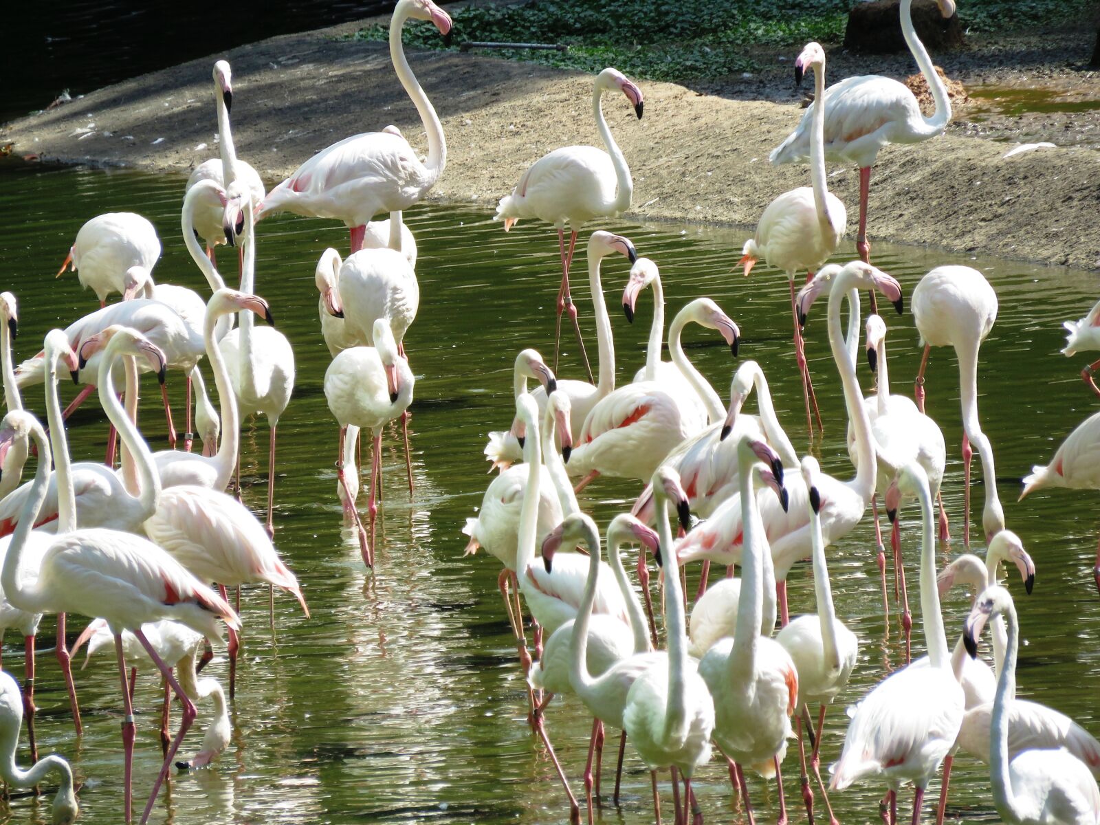 Canon PowerShot SX60 HS sample photo. Heron birds, white, birds photography
