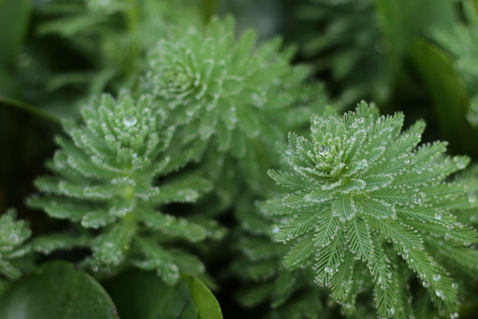 Canon EOS M3 + Canon EF 50mm F1.8 STM sample photo. Plant, dew, water drops photography