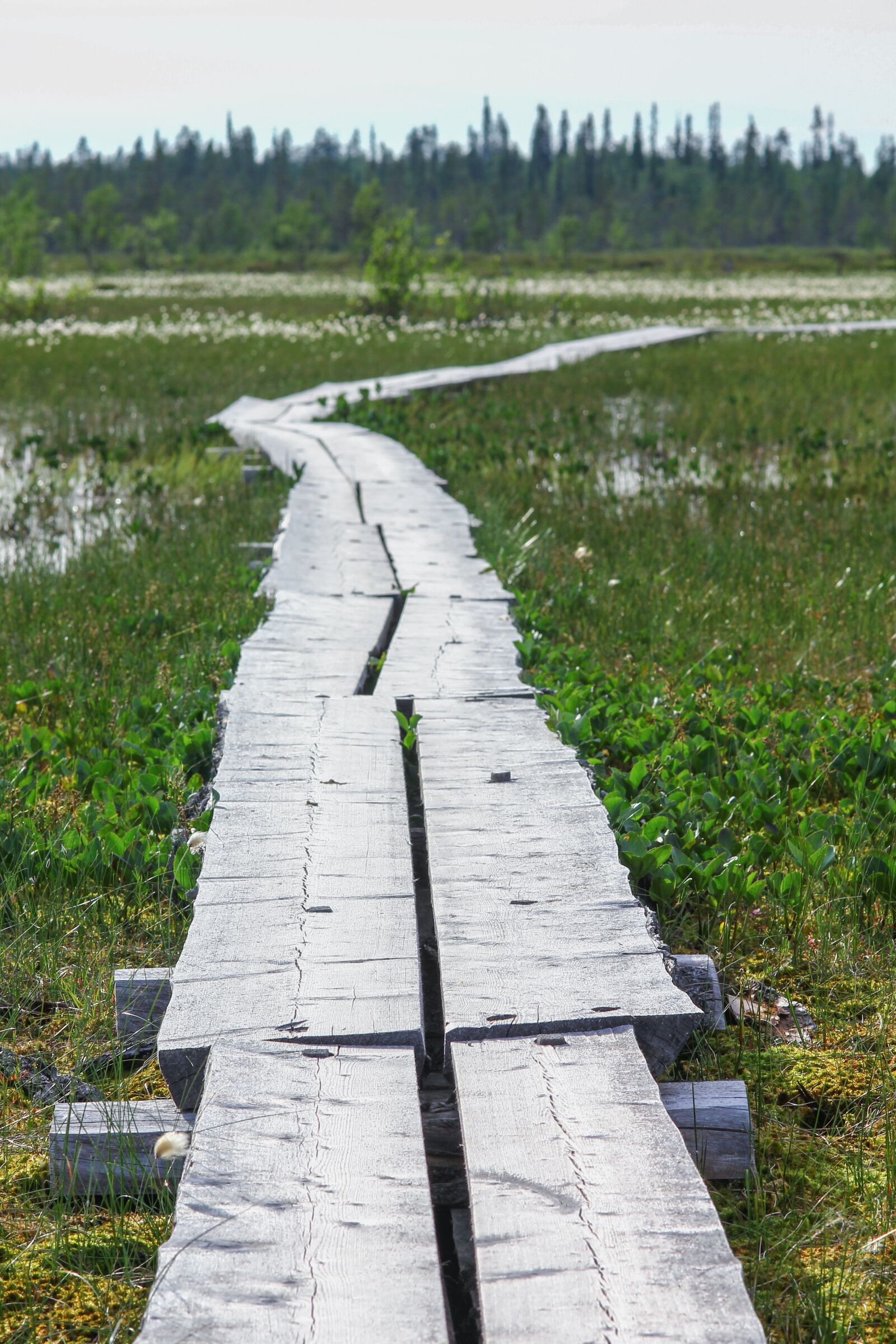 Canon EOS 550D (EOS Rebel T2i / EOS Kiss X4) sample photo. Finland, lapland, nature photography