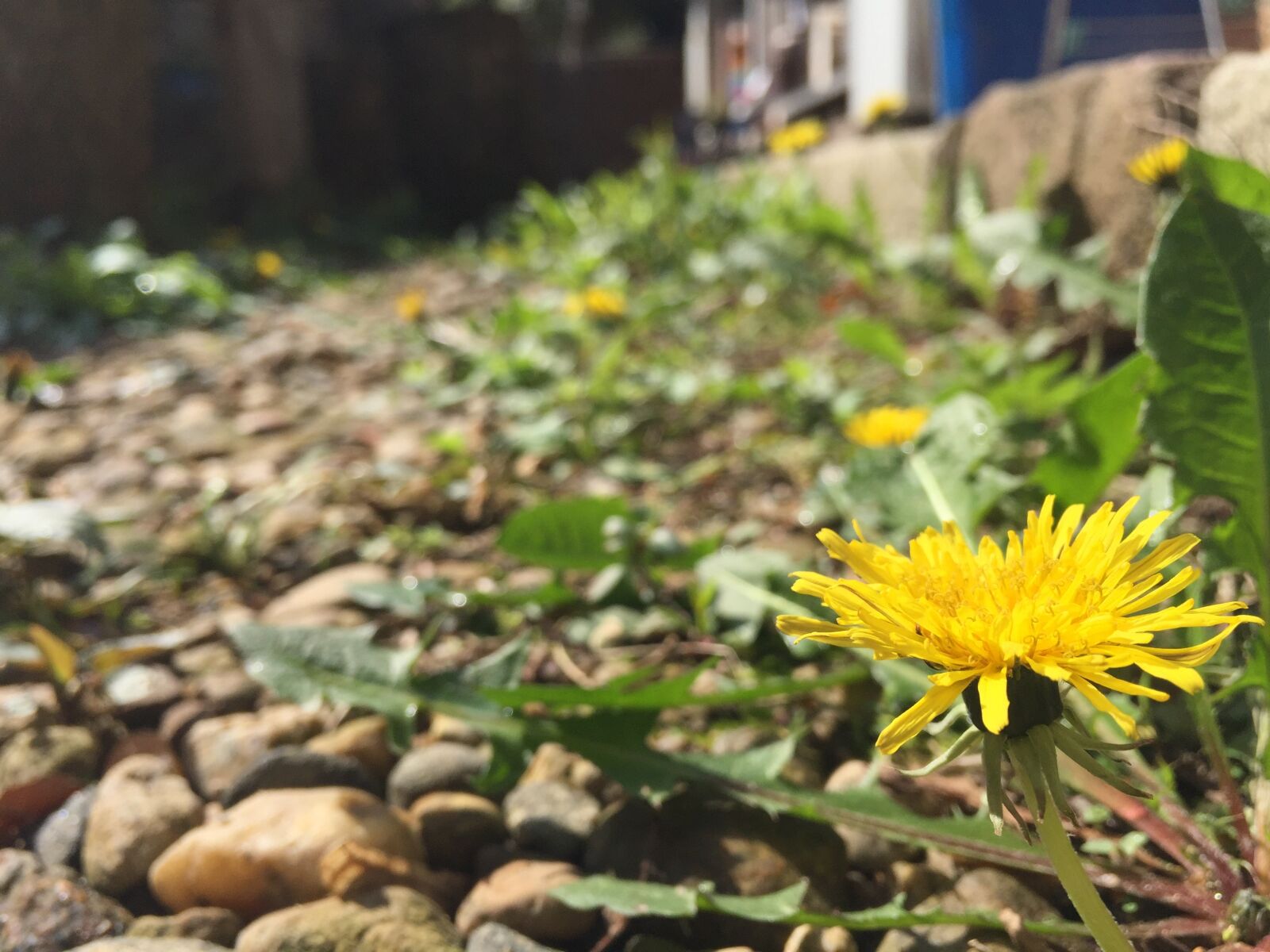 iPhone 6 Plus back camera 4.15mm f/2.2 sample photo. Flowers, dandelion, plants photography