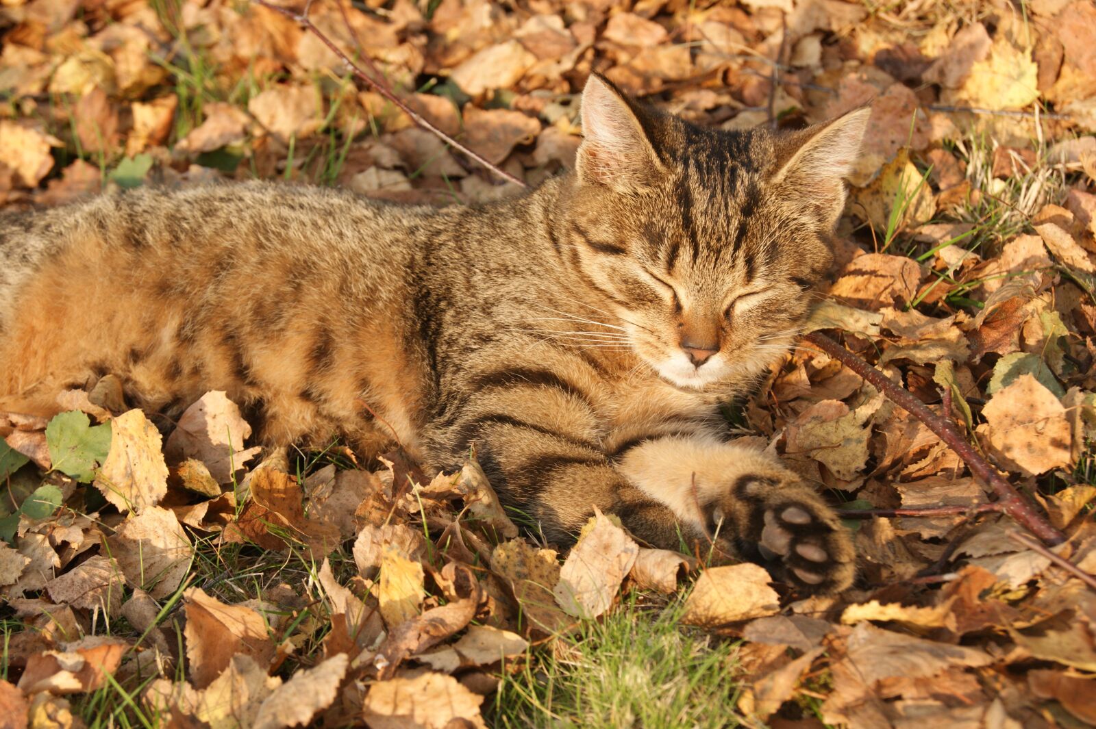 Sony Alpha DSLR-A390 sample photo. Rest, lazybones, kitten photography