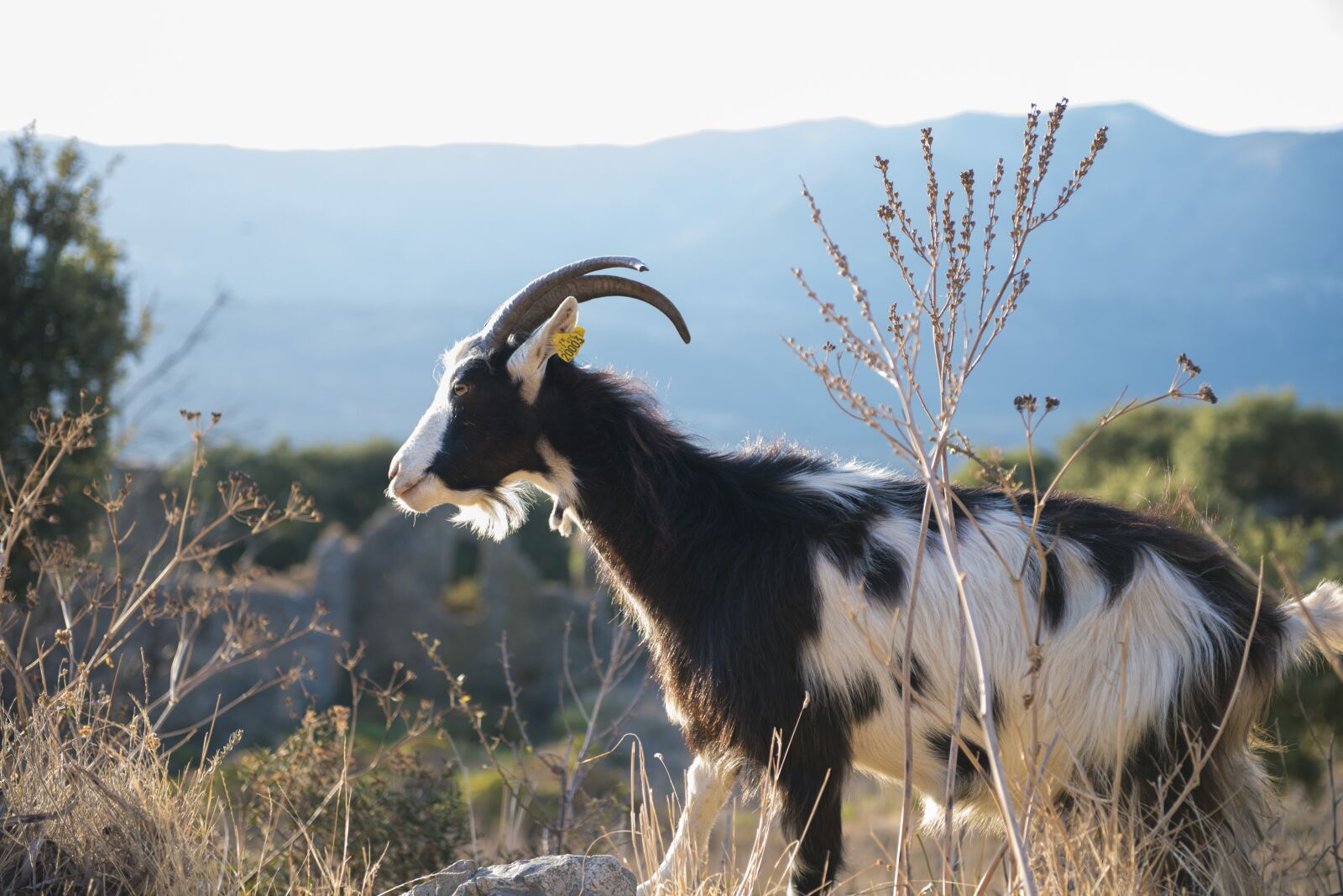 Nikon D800 sample photo. Corsican goat, animal, sea photography