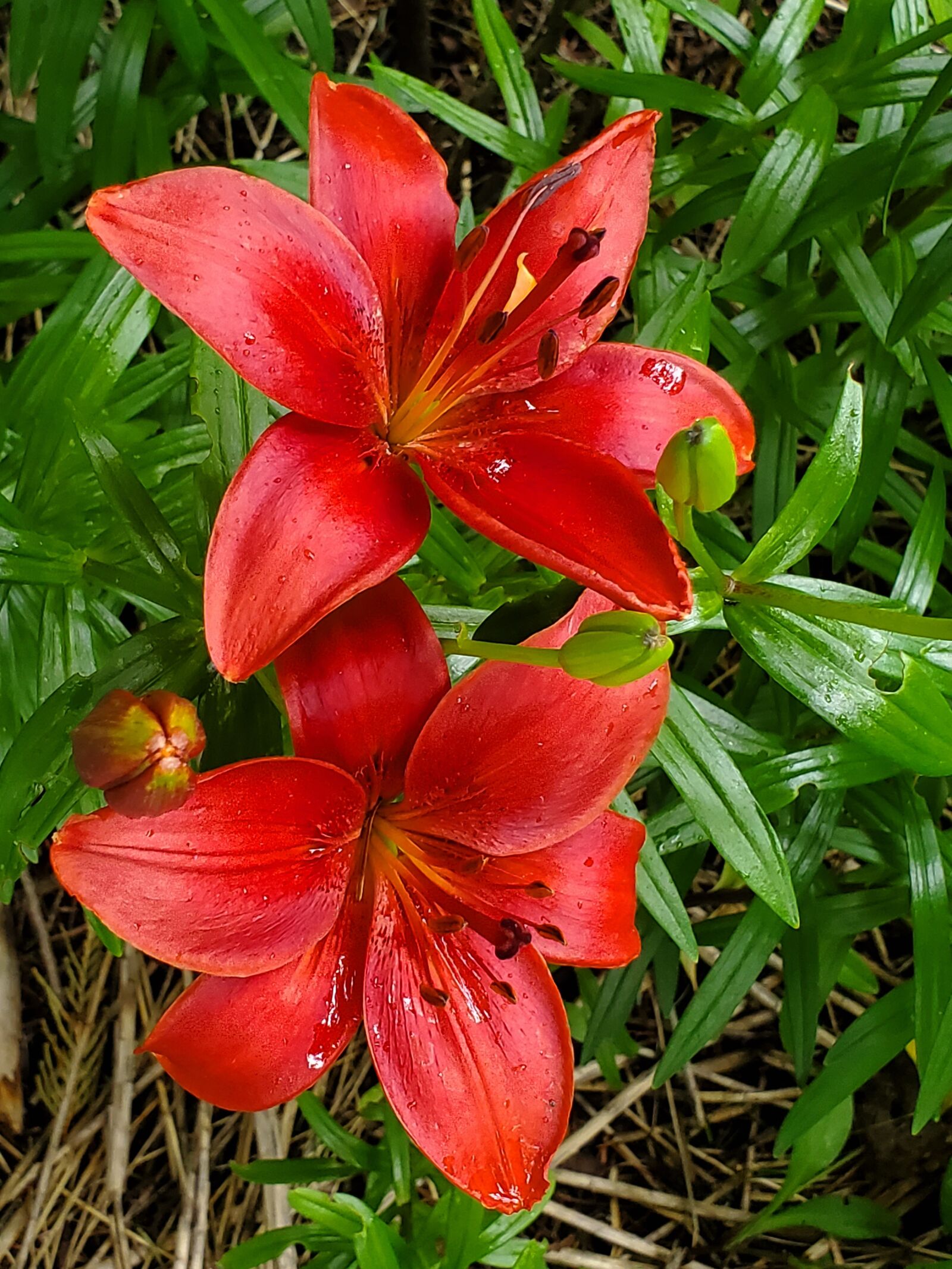 Samsung Galaxy S10 sample photo. Oriental lilies, red, flowers photography