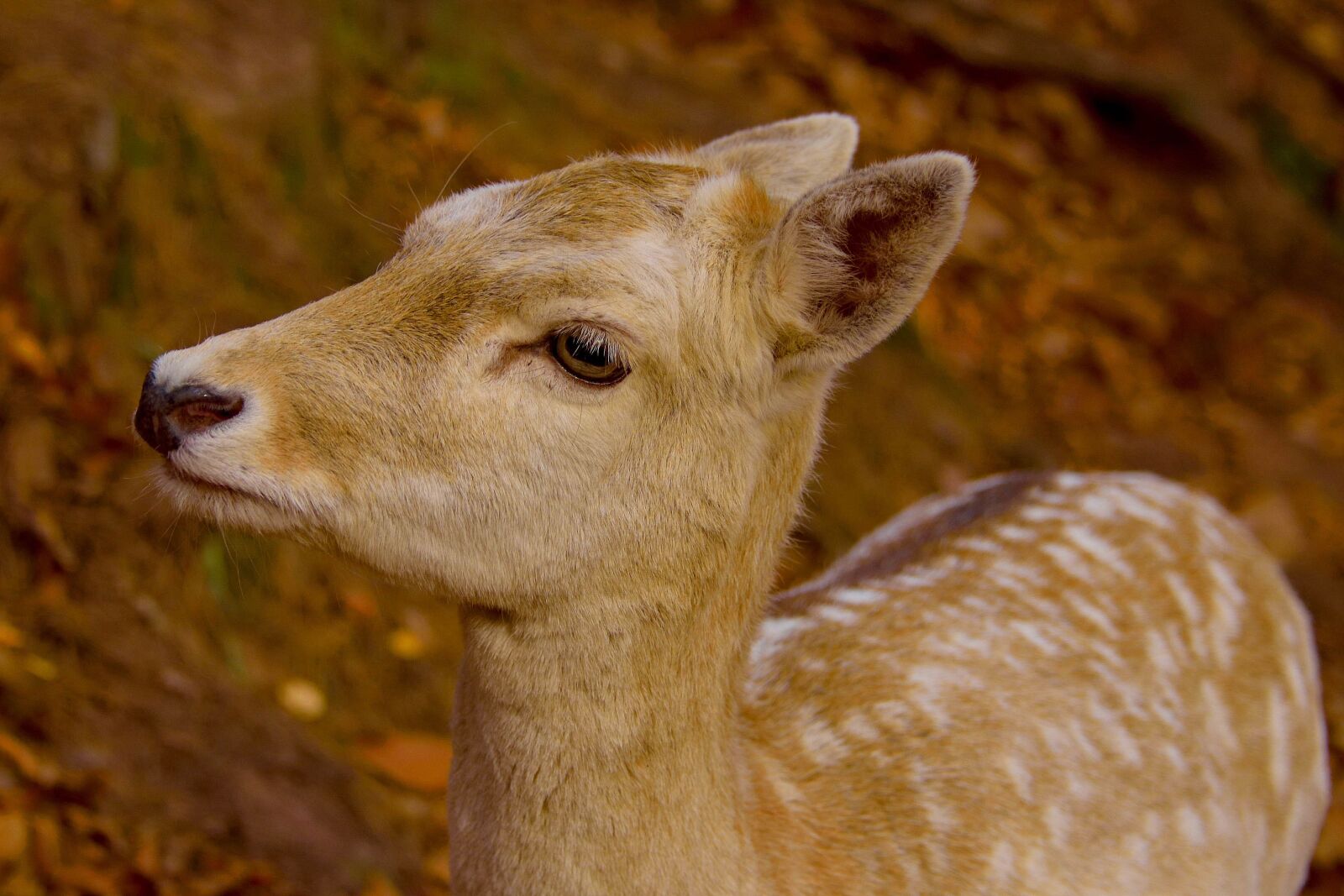 Nikon D750 sample photo. Roe deer, autumn, wild photography