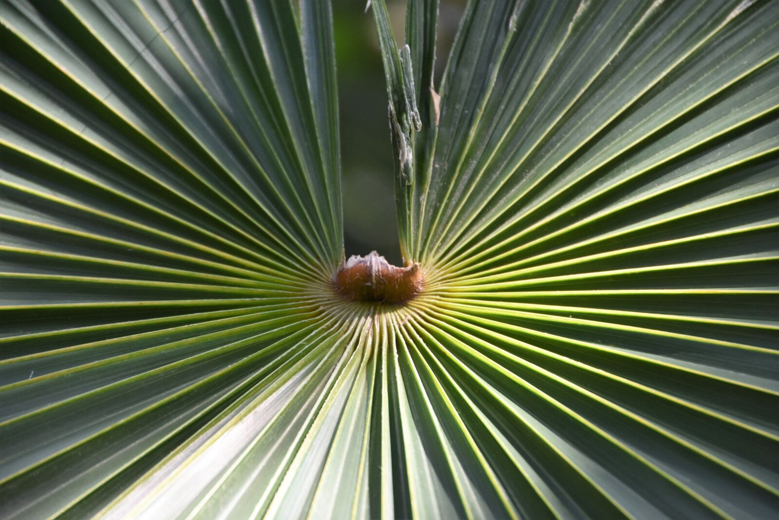 Nikon D7200 sample photo. Palm, tropical, nature photography