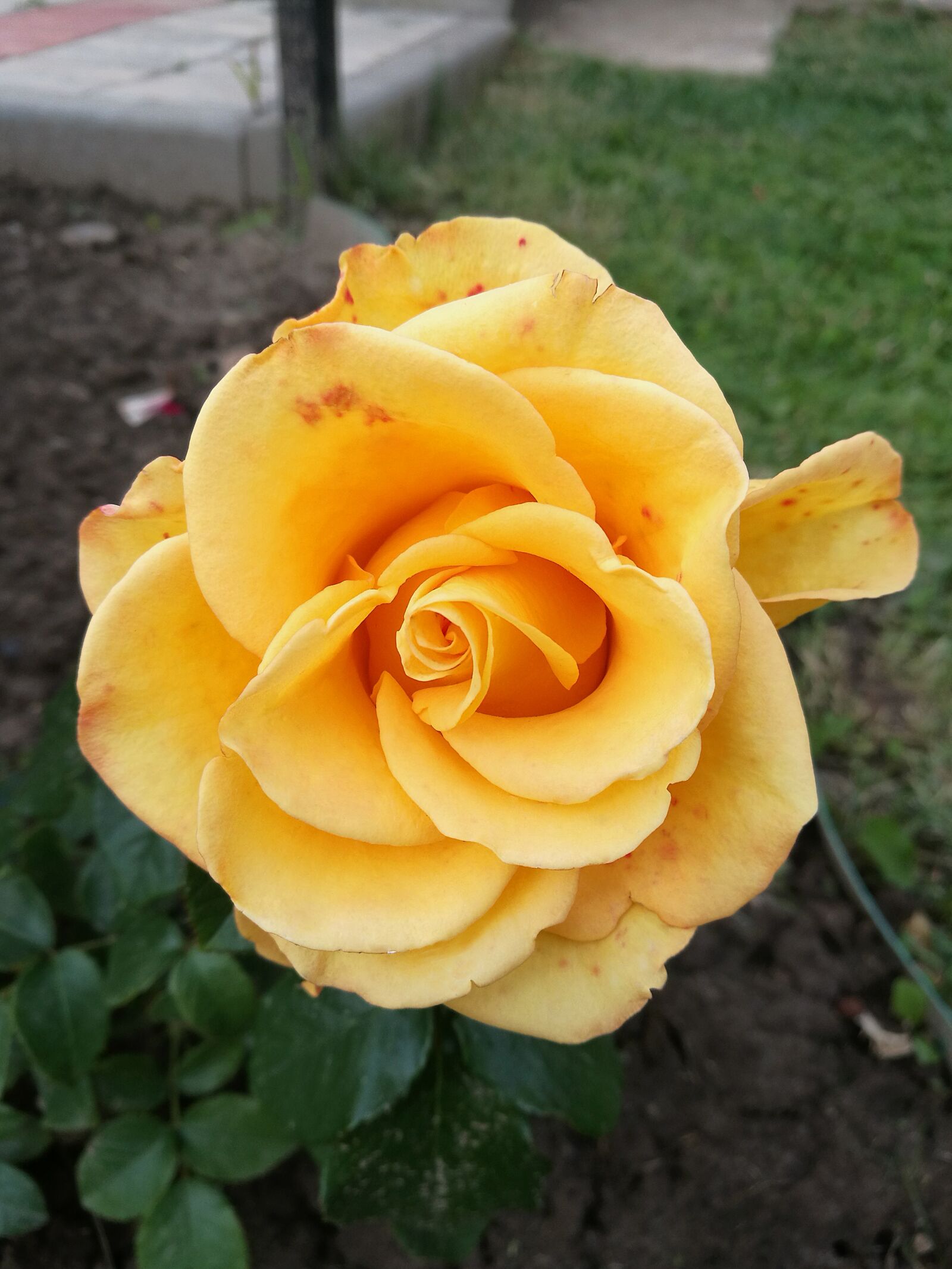 HUAWEI P9 sample photo. Rose, yellow rose, bright photography