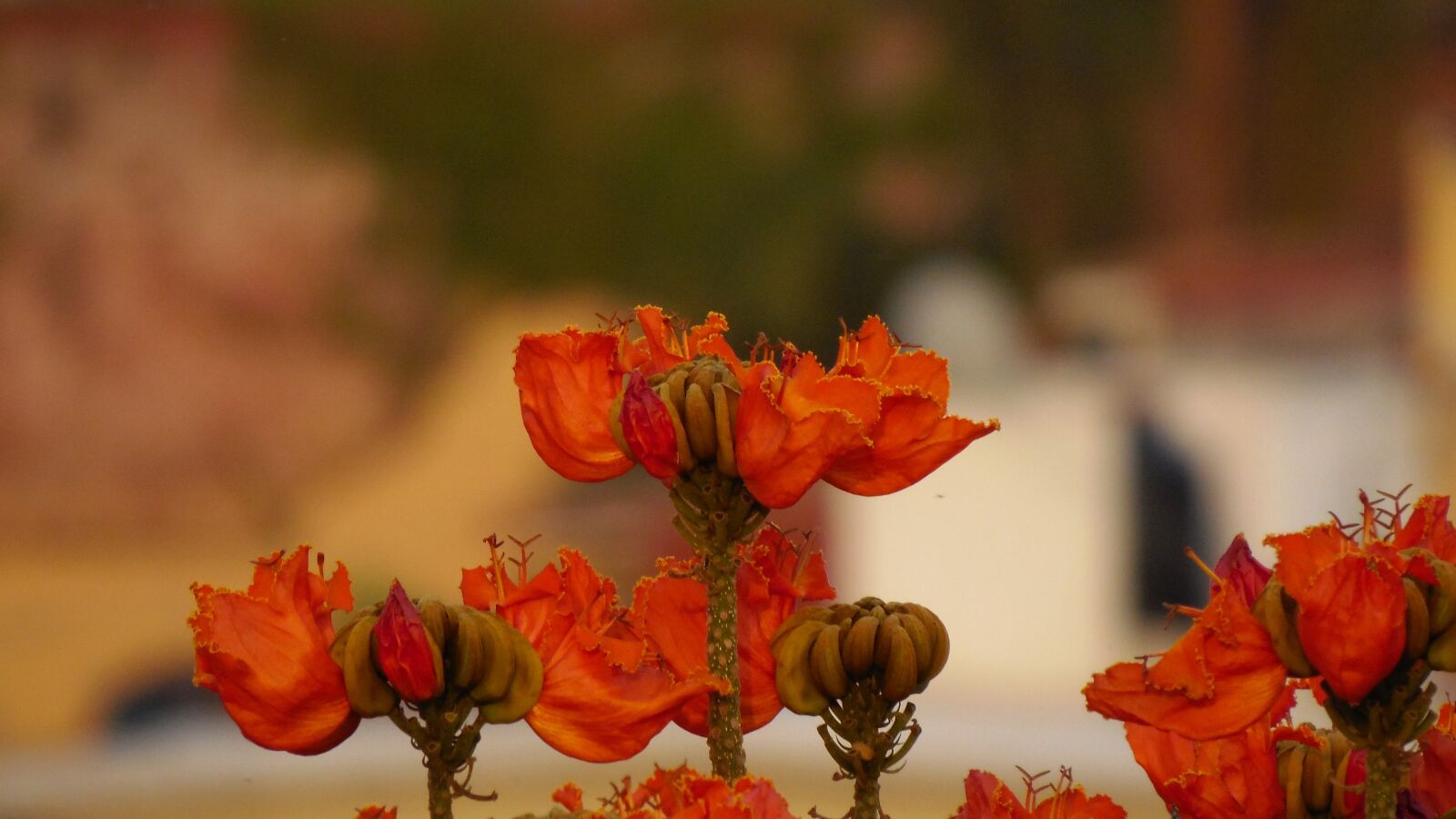 Samsung WB2200F sample photo. Flora, natura, beautiful photography
