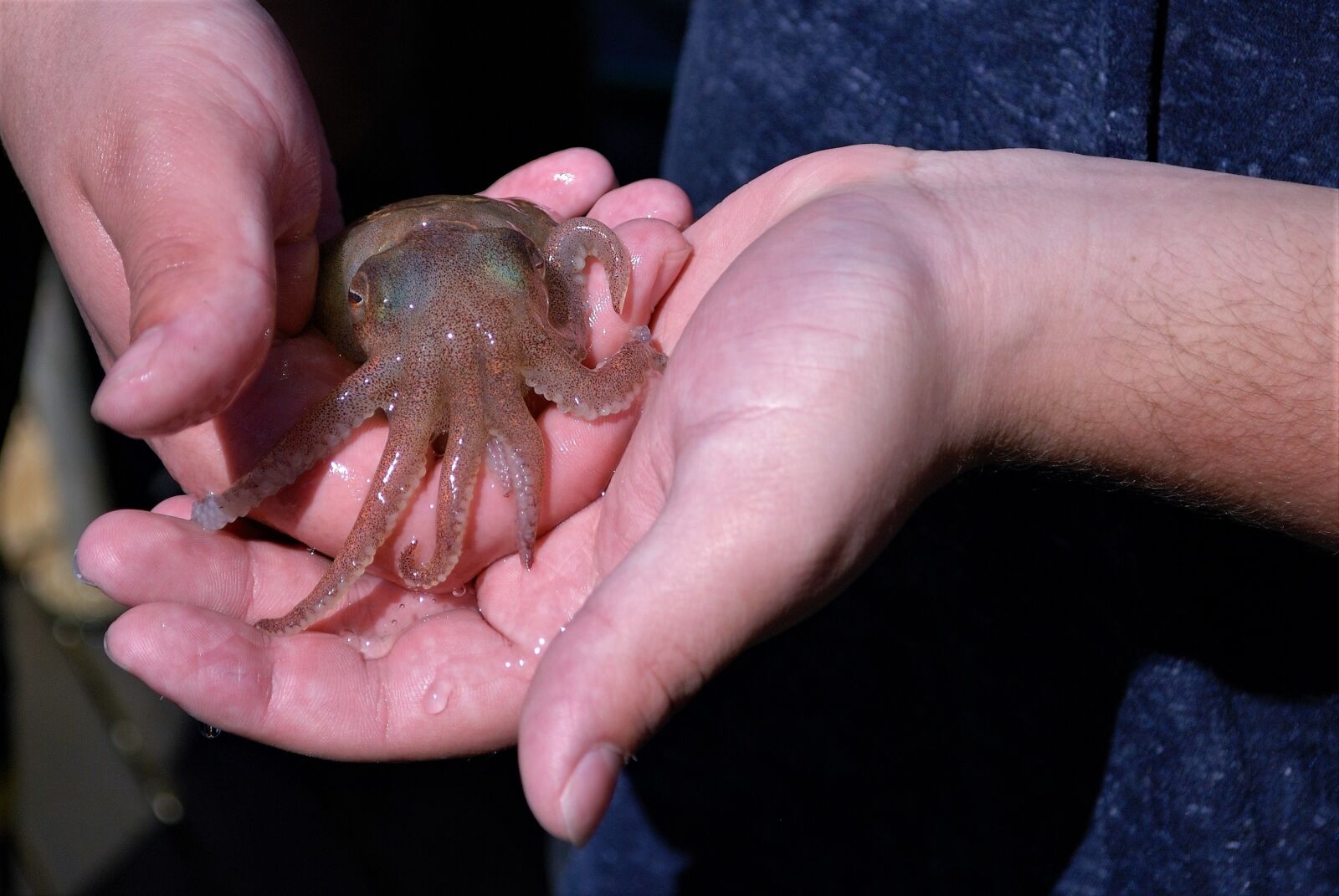 Nikon D80 sample photo. Squid, small, hand photography