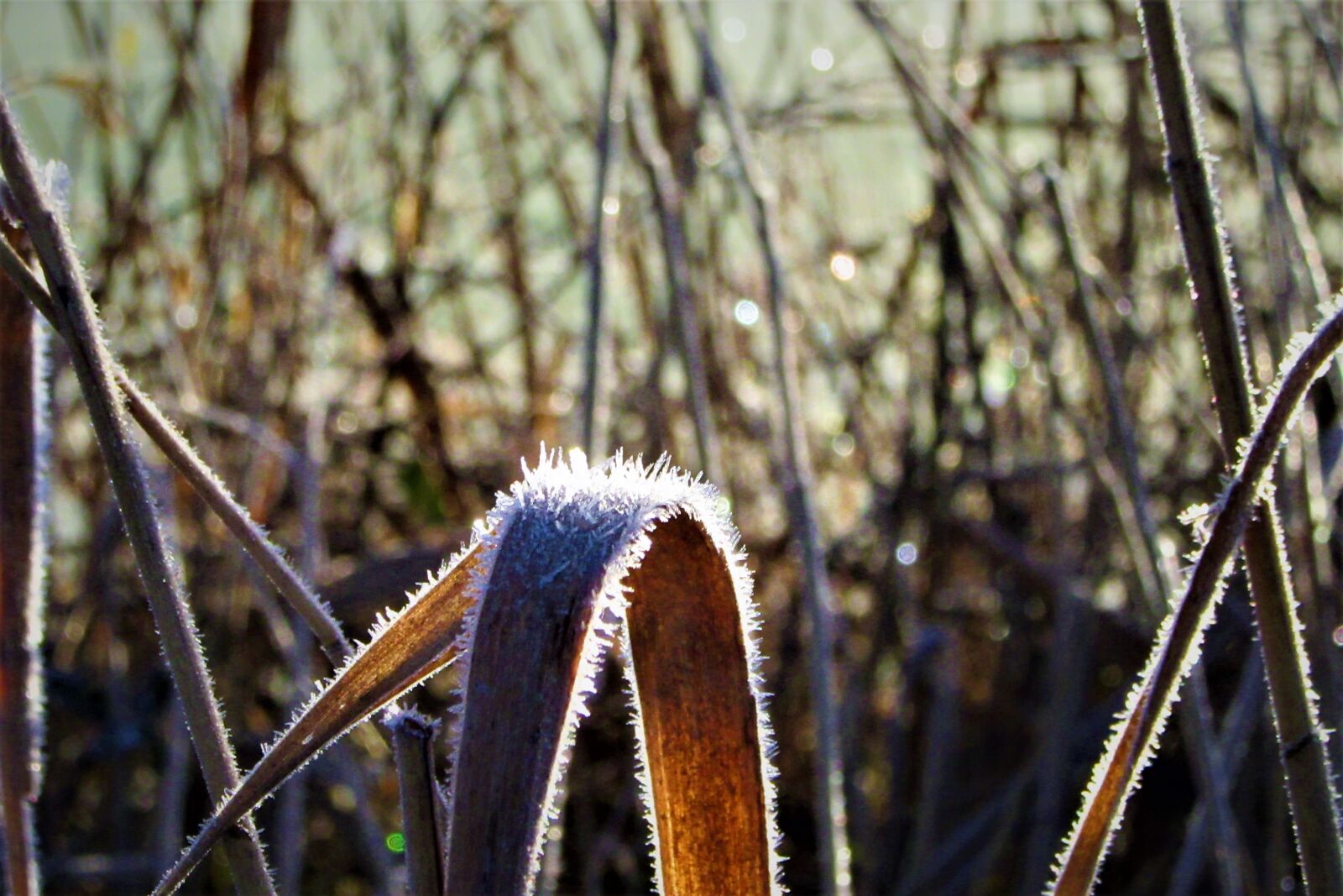 Canon PowerShot SX610 HS sample photo. Morning, sun, frozen photography