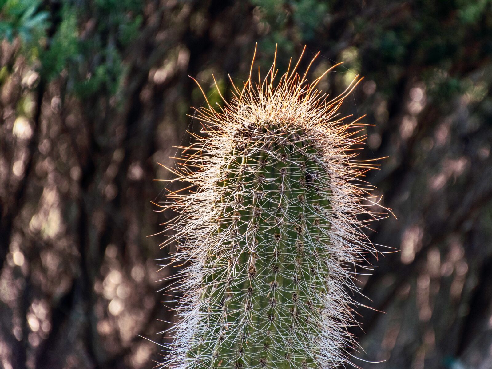 Nikon D5600 sample photo. Cactus, macro, close up photography
